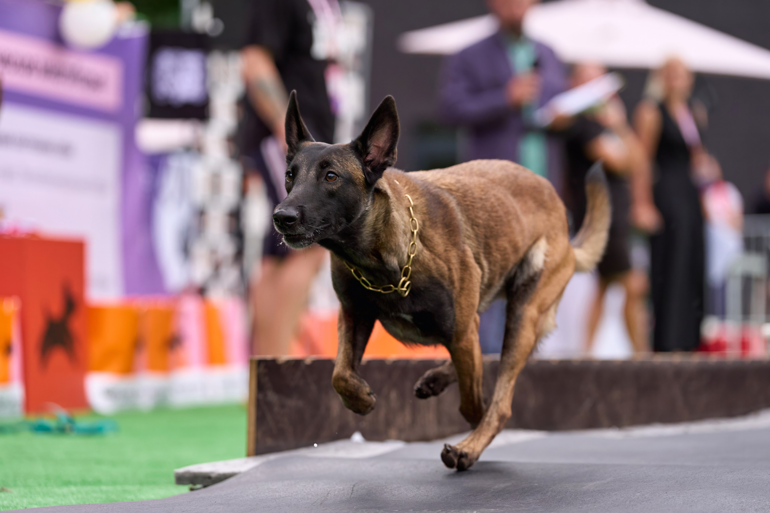 4 лапы Фест. Многоборье. Фотограф-анималист Михаил Манухин