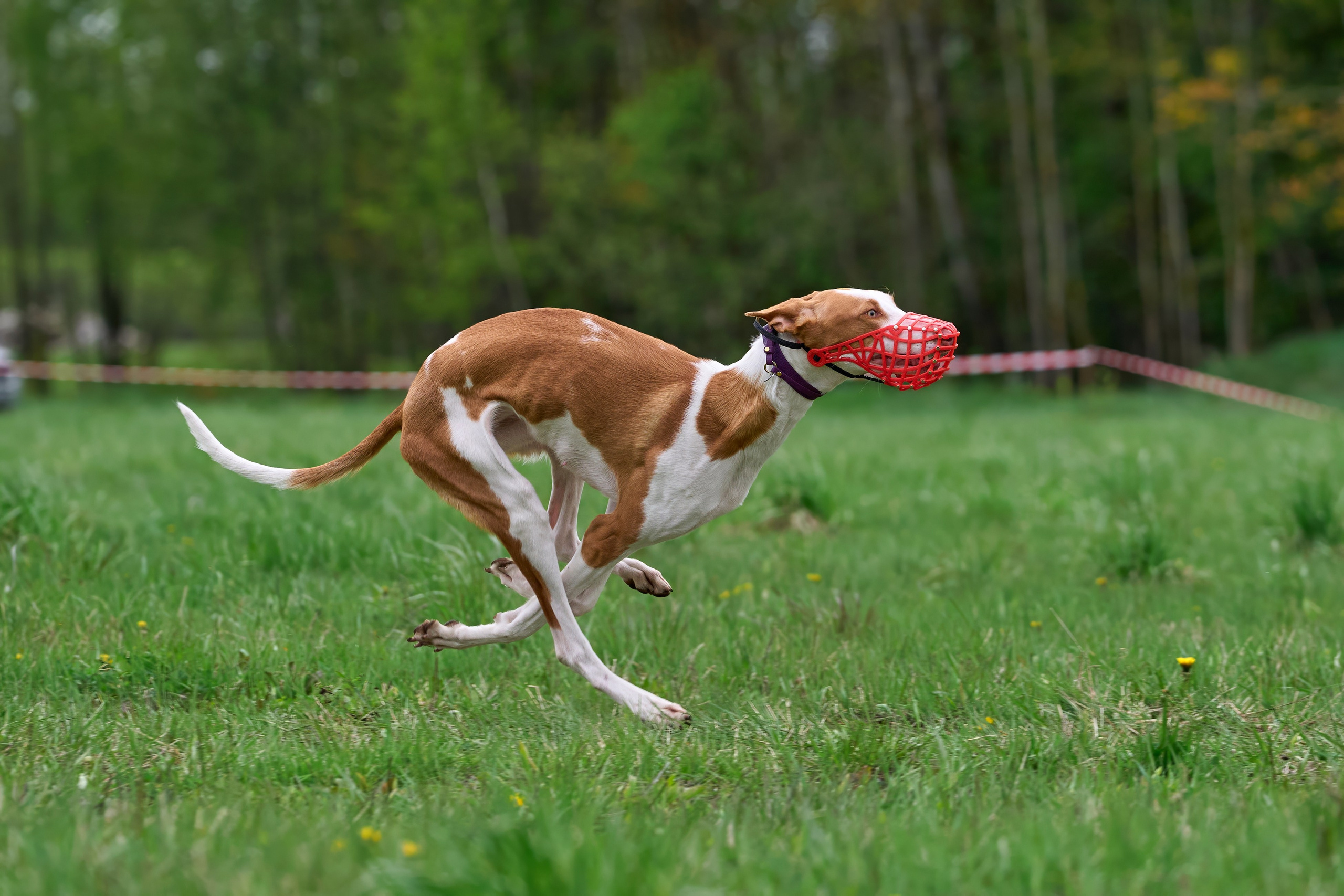 Тренировка по курсингу Донино. Фотограф-анималист Михаил Манухин