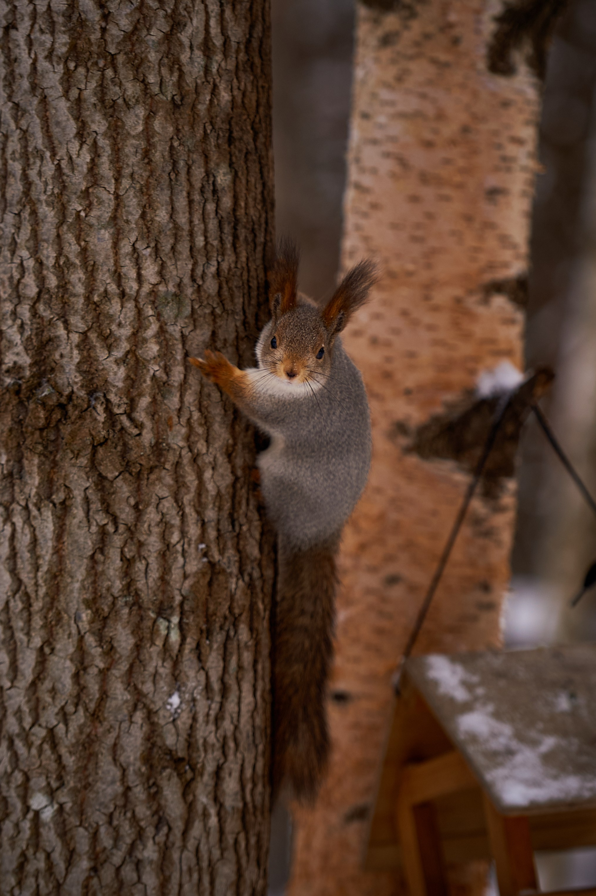 Животные. Фотопортфолио — природа, улицы и архитектура