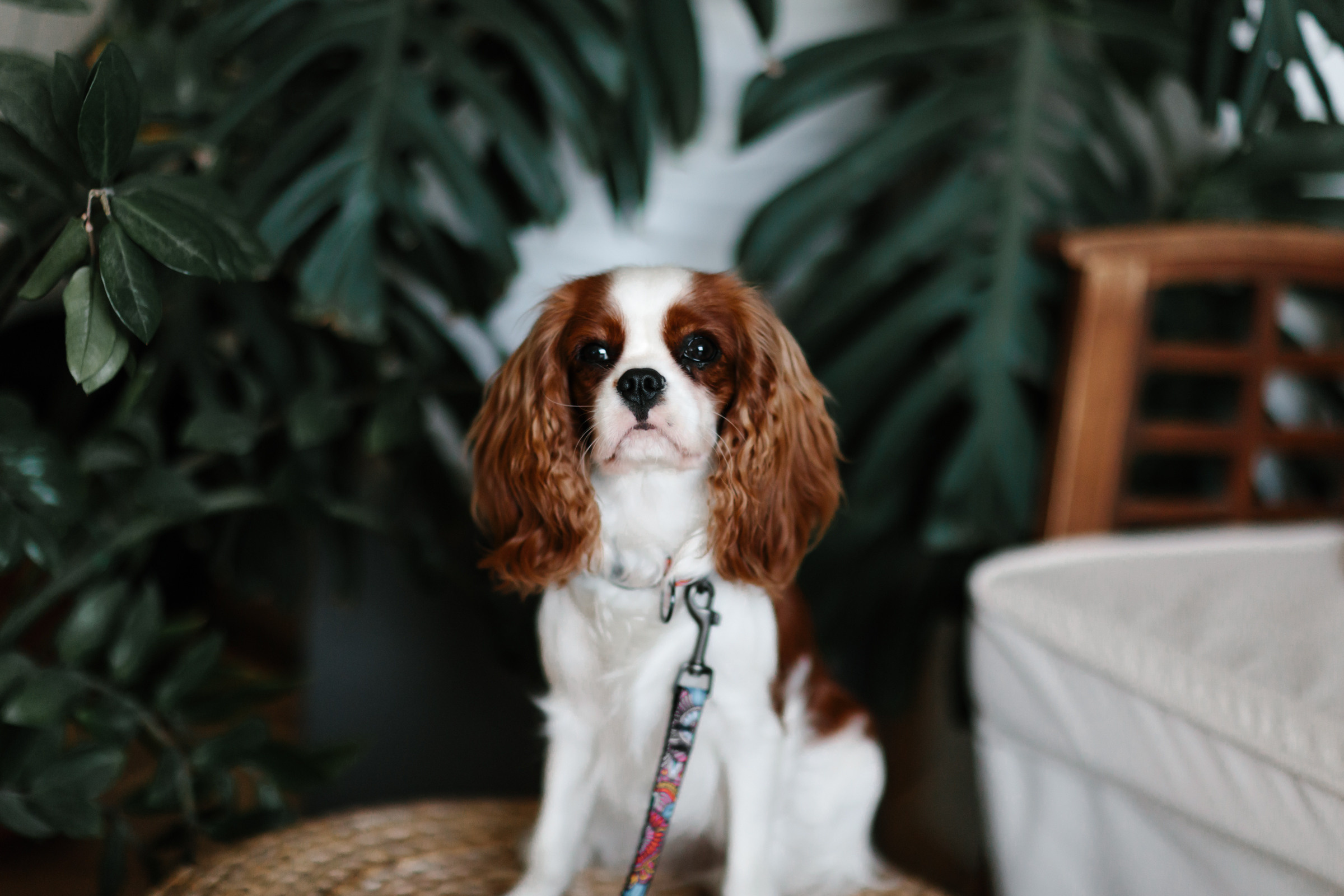 Marina, Diana & Emma. Свадебный и семейный фотограф в Краснодаре Анастасия Прудко