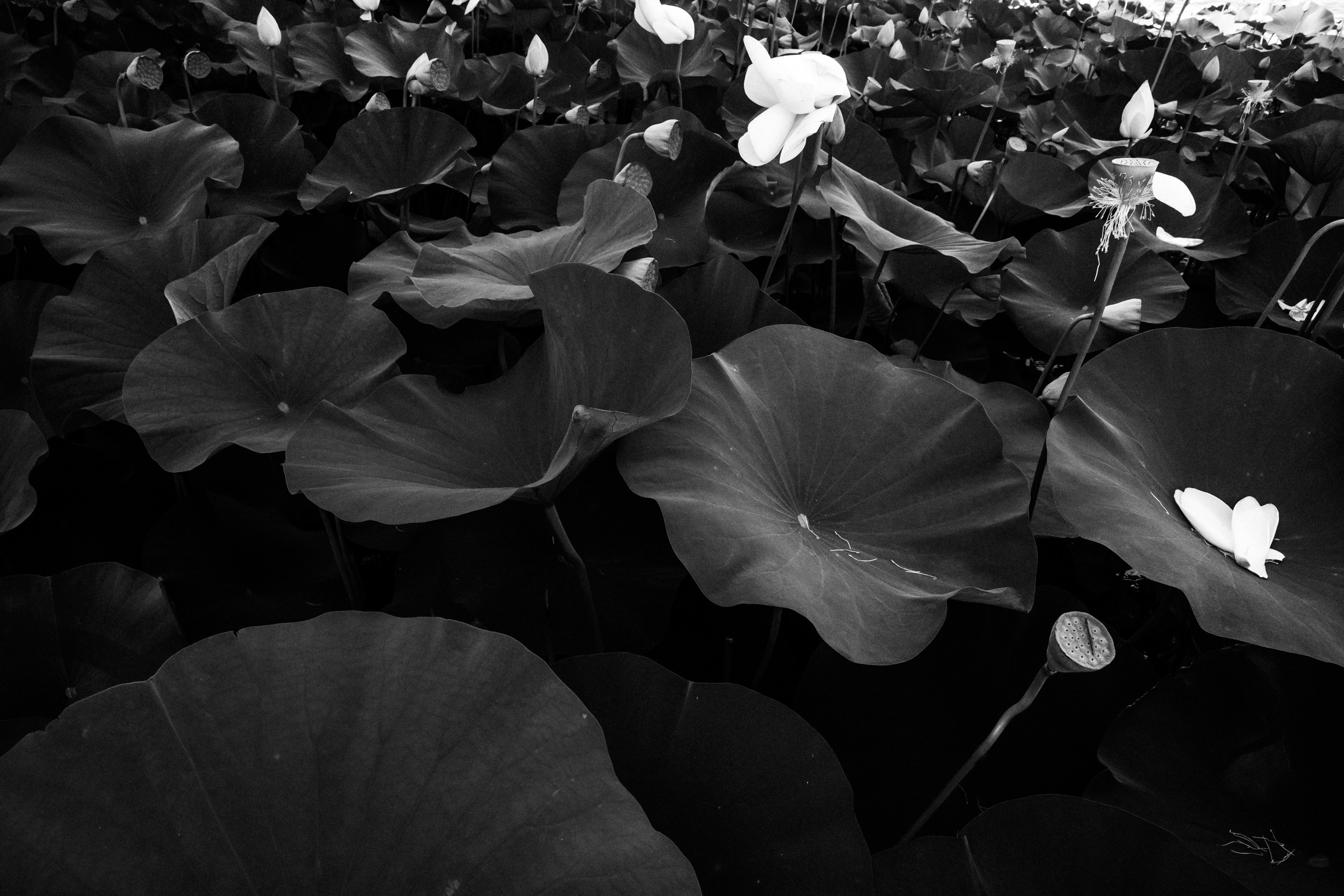 Vladimir & Alexandra, свадебная фотосессия. Свадебный и семейный фотограф в Краснодаре Анастасия Прудко