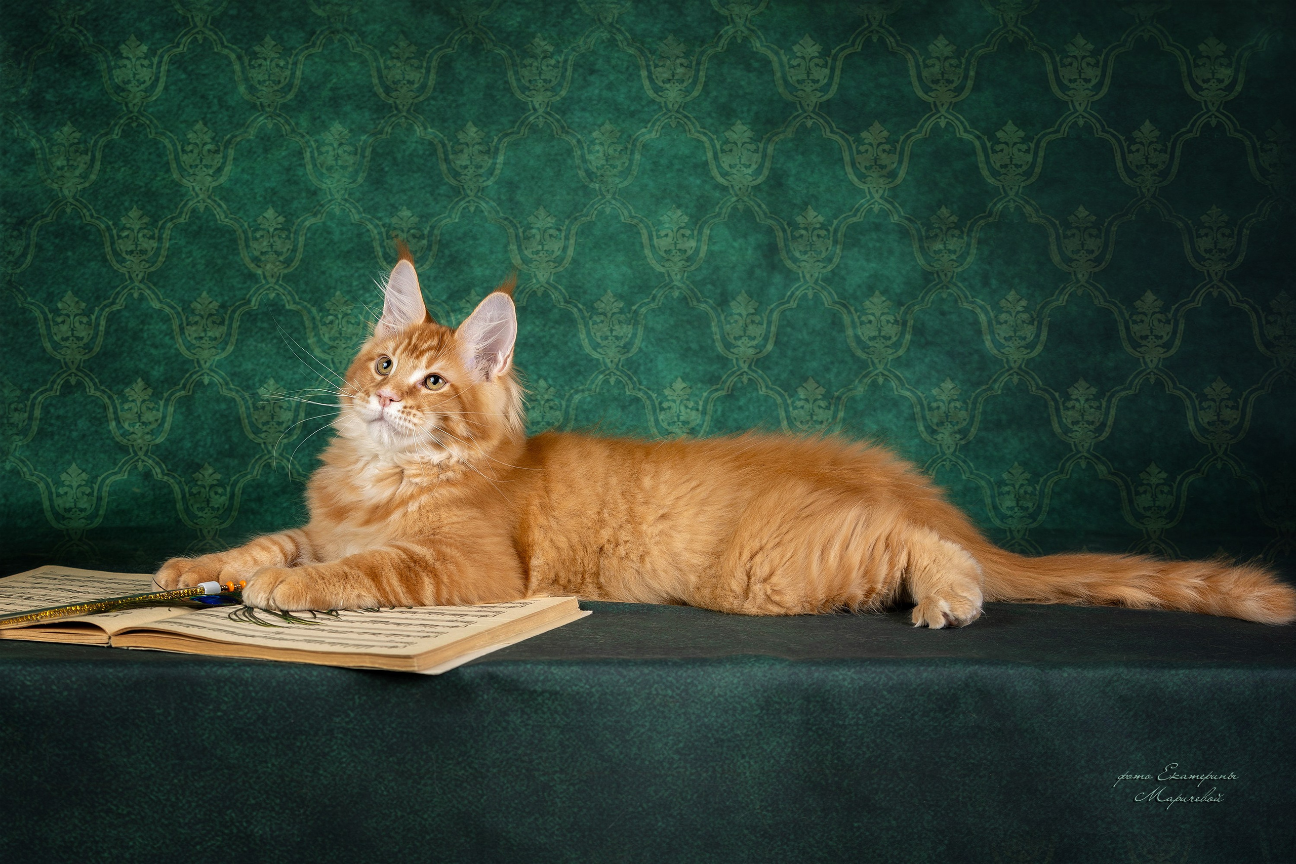 Галерея котят. Фотограф-анималист в Омске Екатерина Маричева