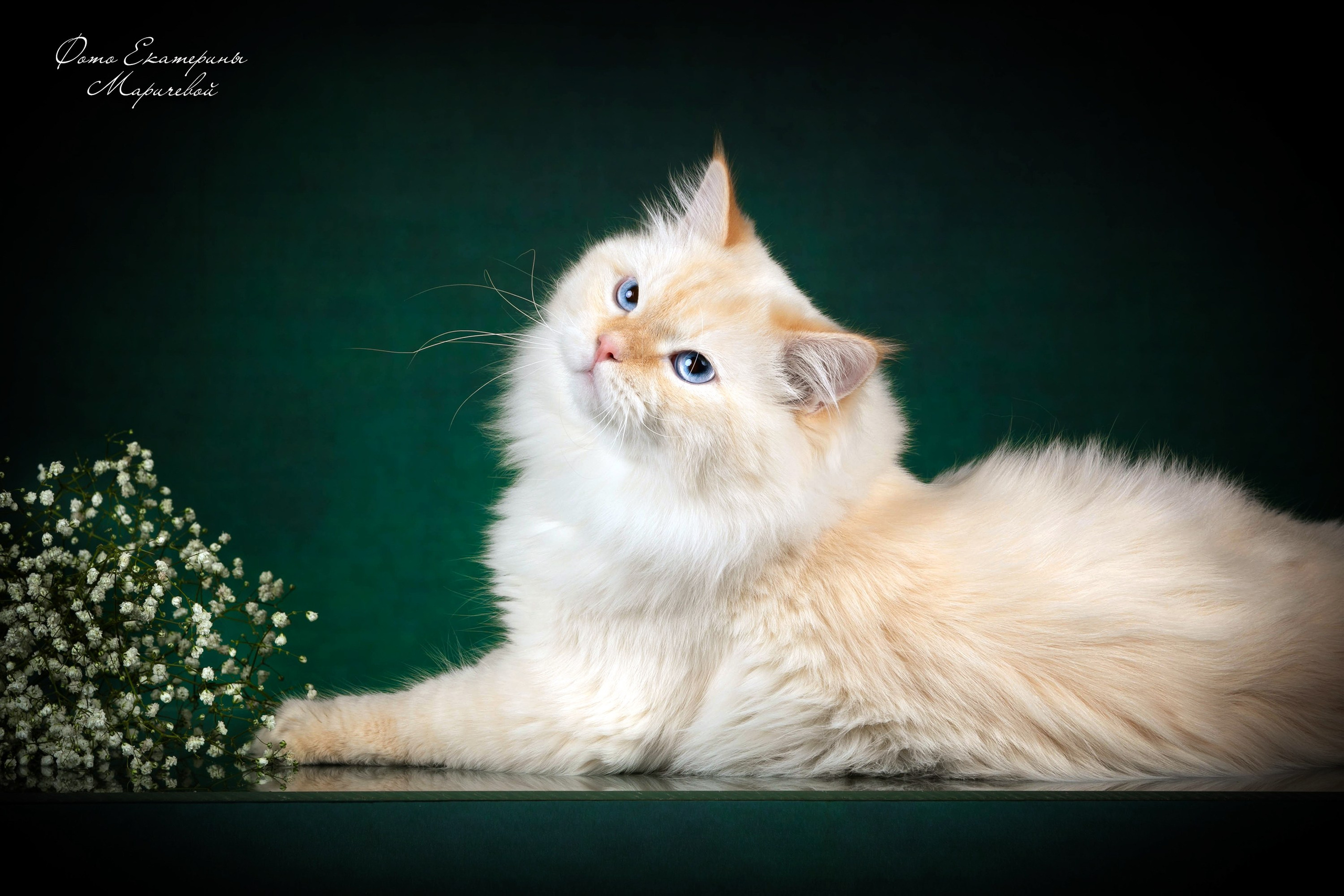 Стендовая съёмка на выставках кошек. Фотограф-анималист в Омске Екатерина Маричева