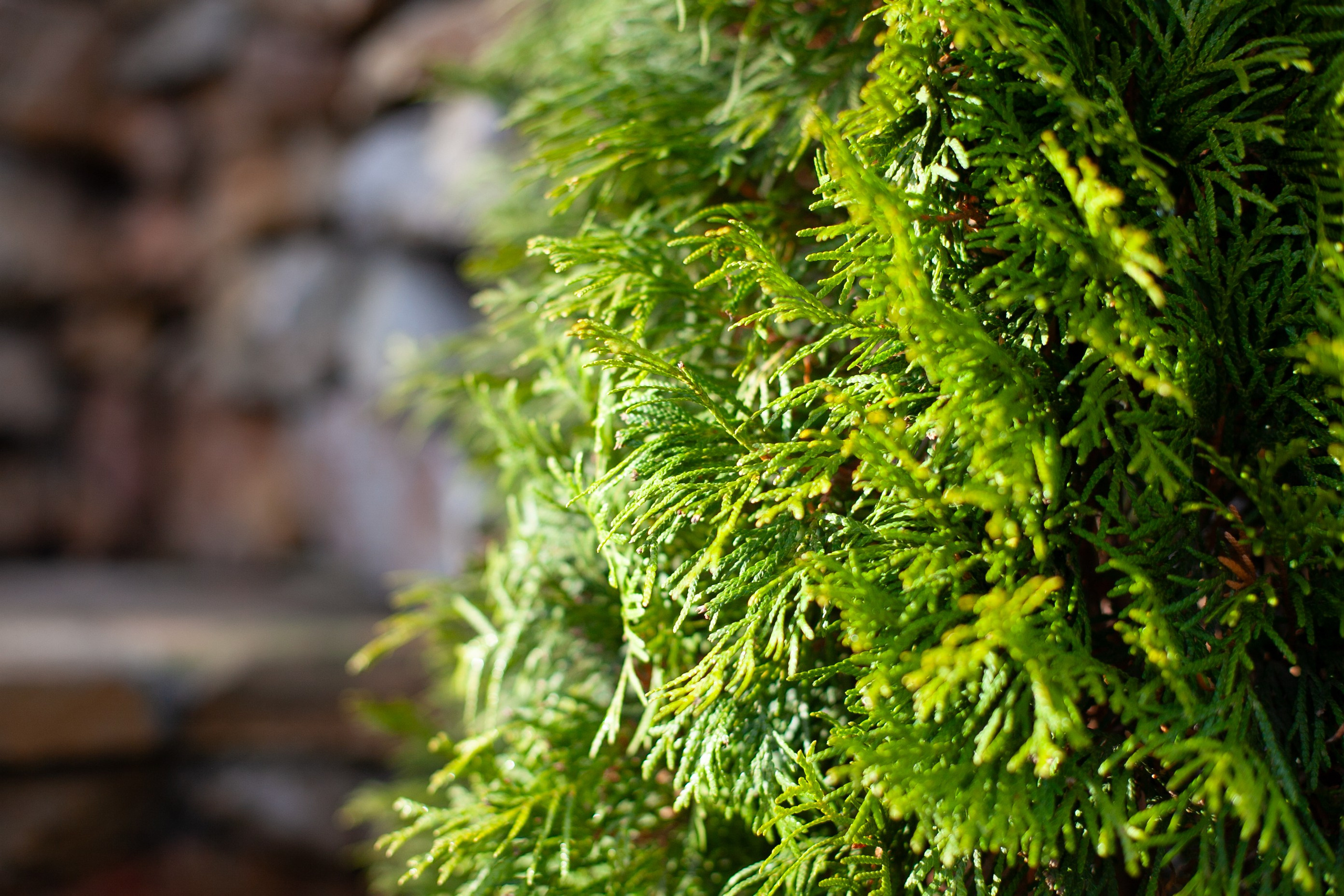 Сады Мечты. Контент для сайта. Фотограф Дарья Локотко в Красноярске