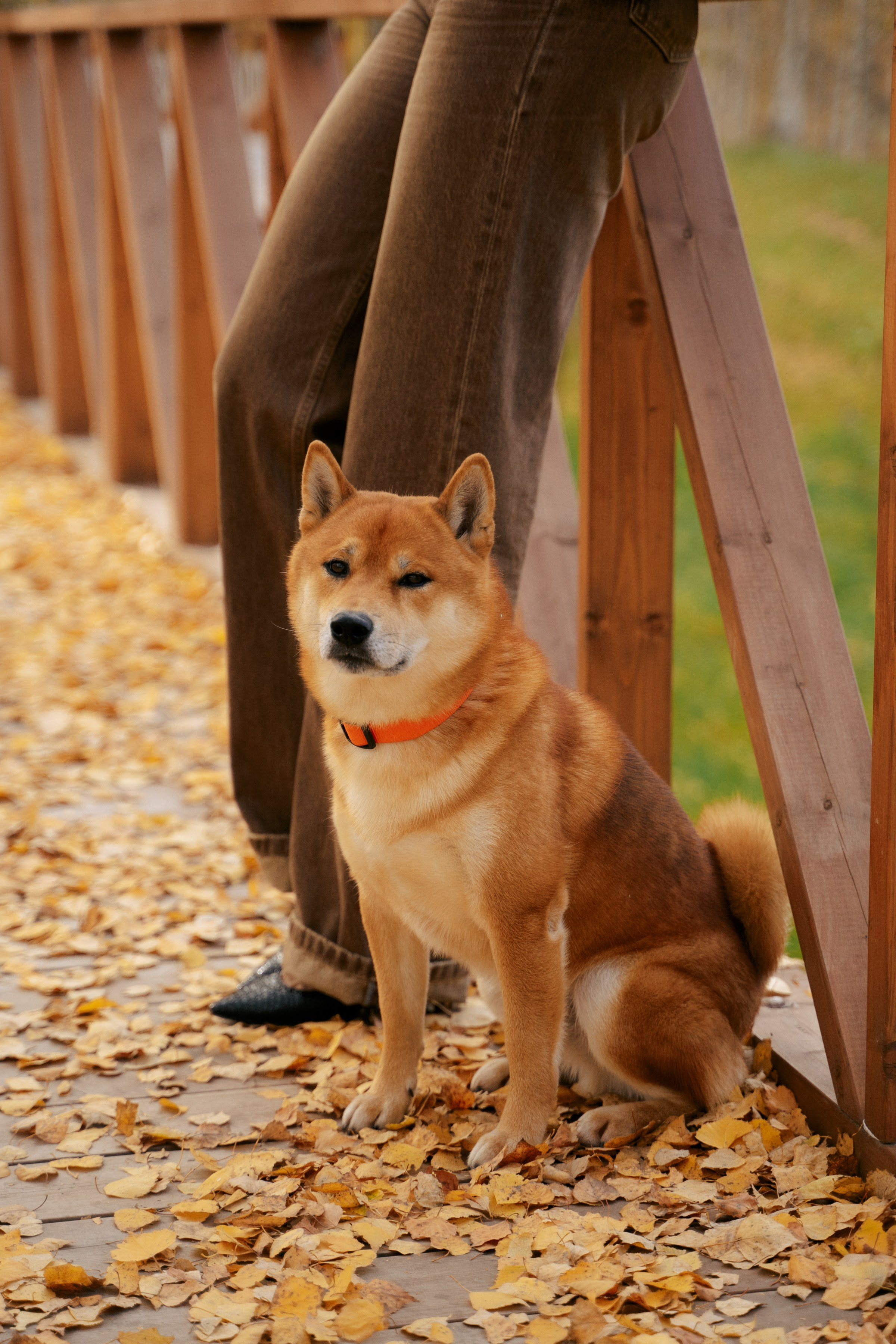 С любимчиком. Фотограф в Казани Алсу Багабиева