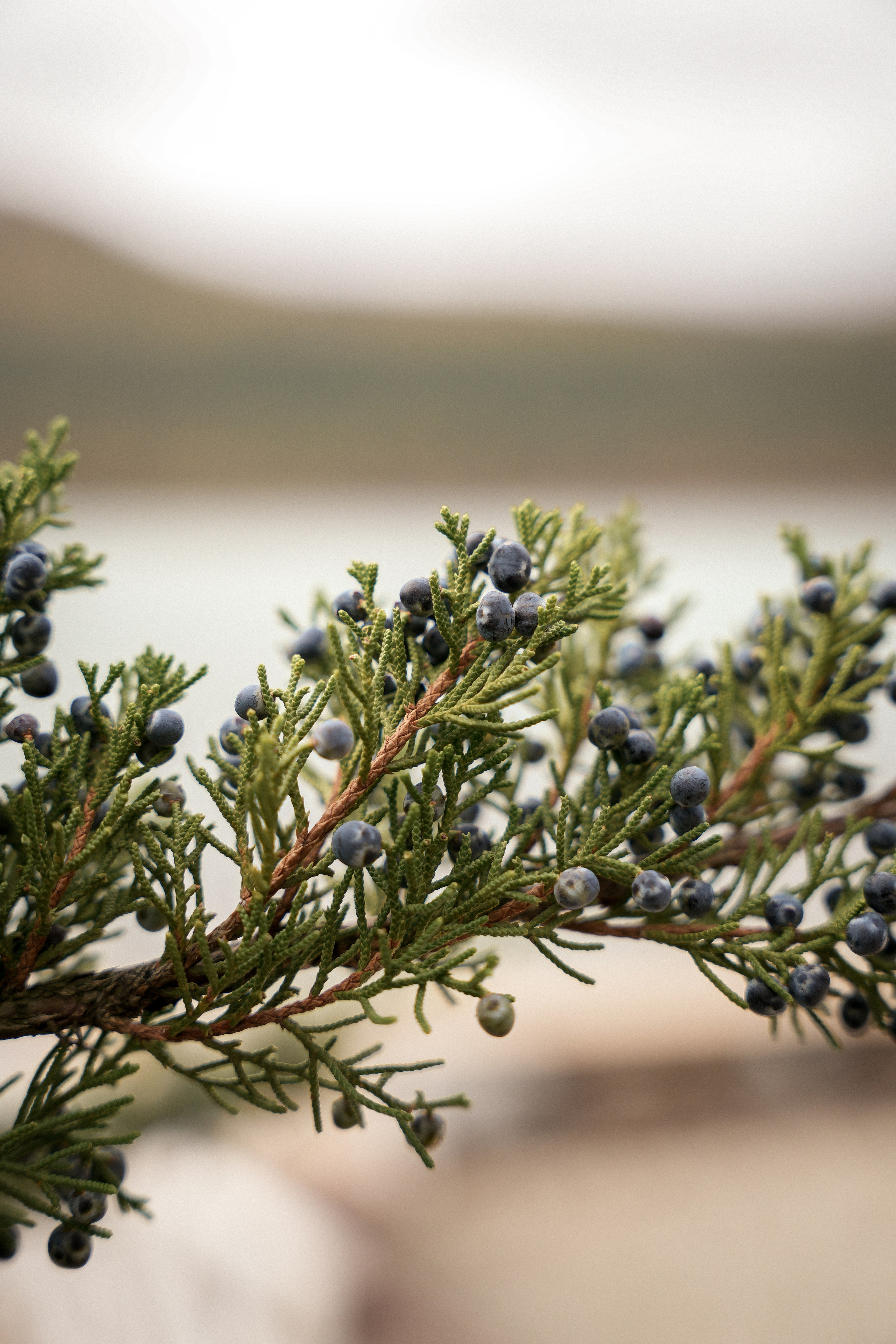 Александр & Ирина. Фотограф Новороссийск | Геленджик и ЮФО Эльвина Ясинская