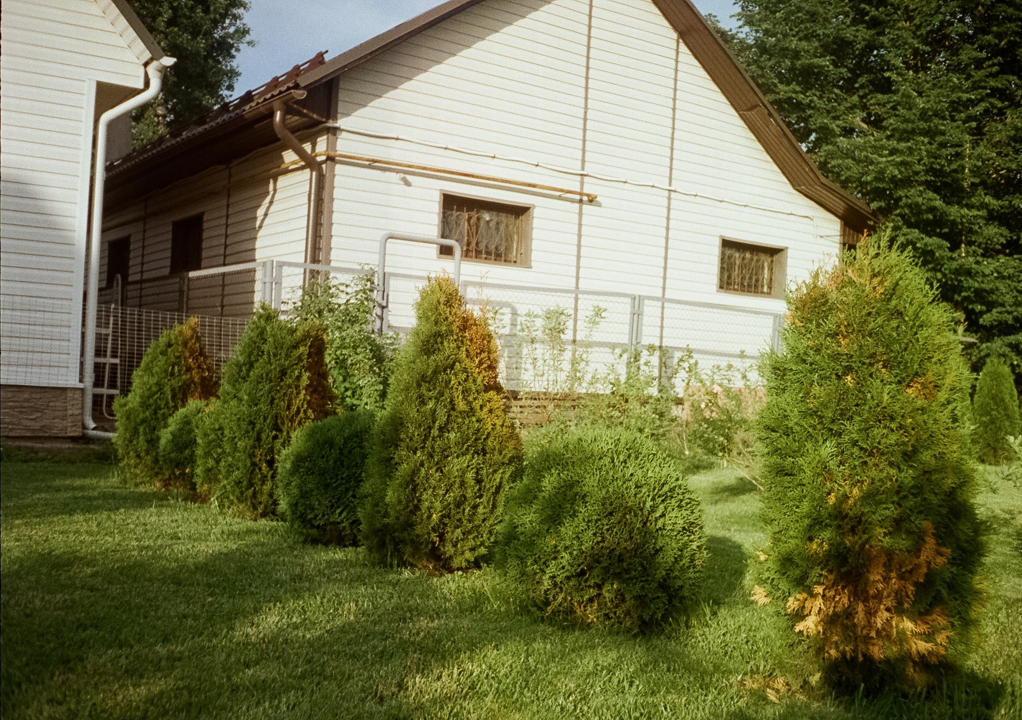 Солнечный июнь. Дача. Пионы. Фотограф-документалист Мария Осокина