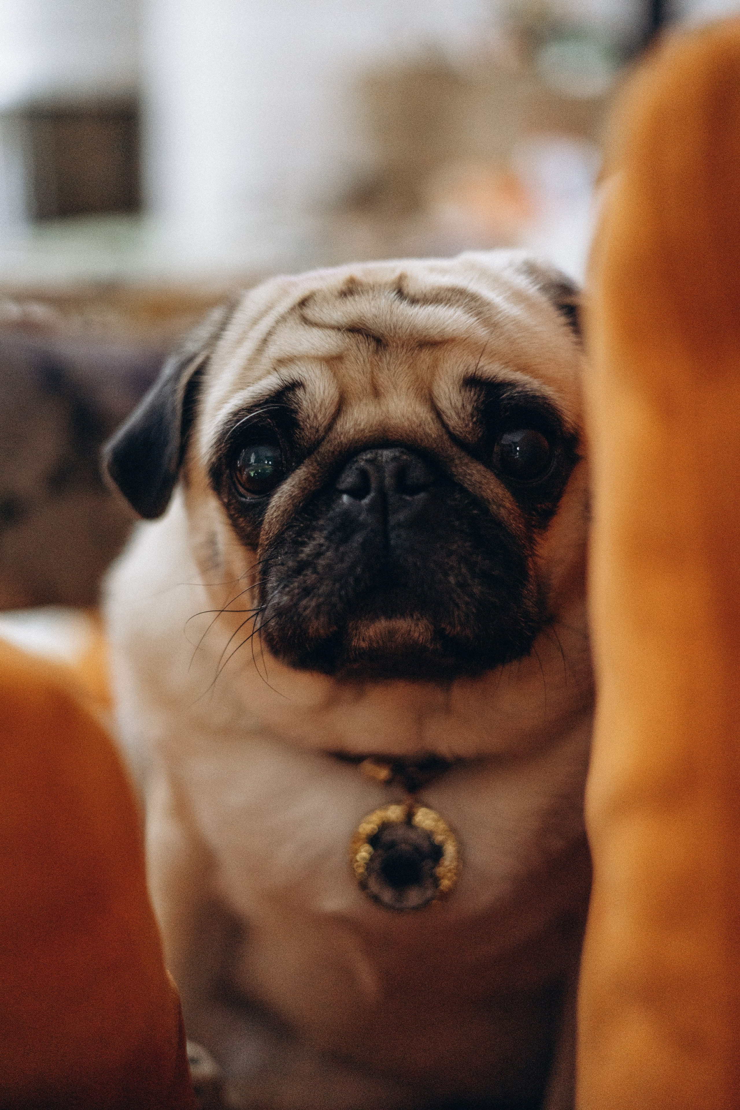 Семейная для Ксюши. Фотограф — Анималист | Санкт-Петербург