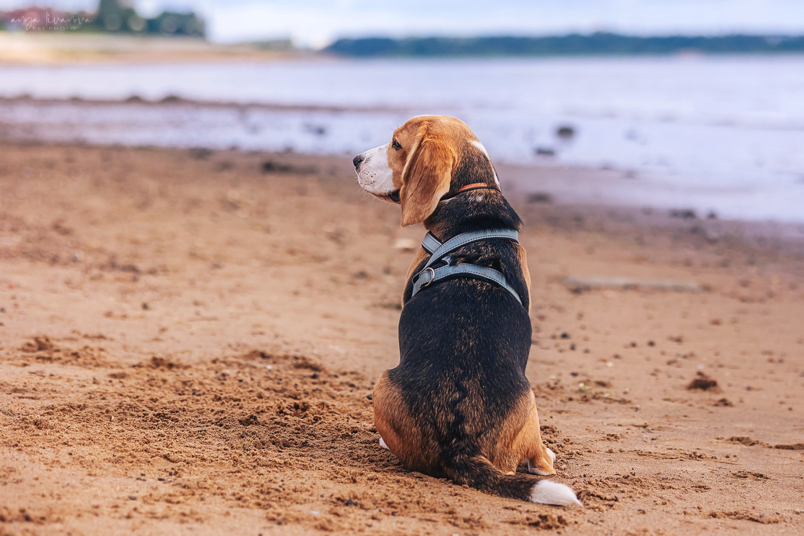 Диана и Дафна. Фотограф анималист Аня Ливанова | Рыбинск