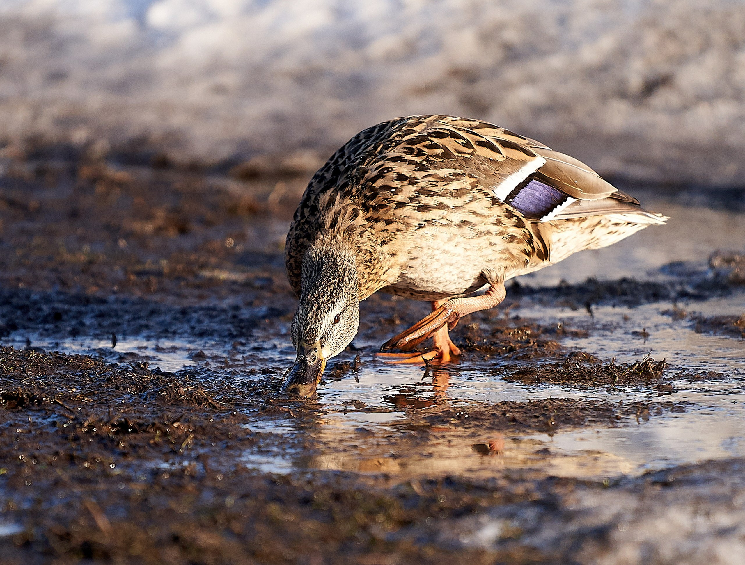 Фото птиц — галерея NATRIEL
