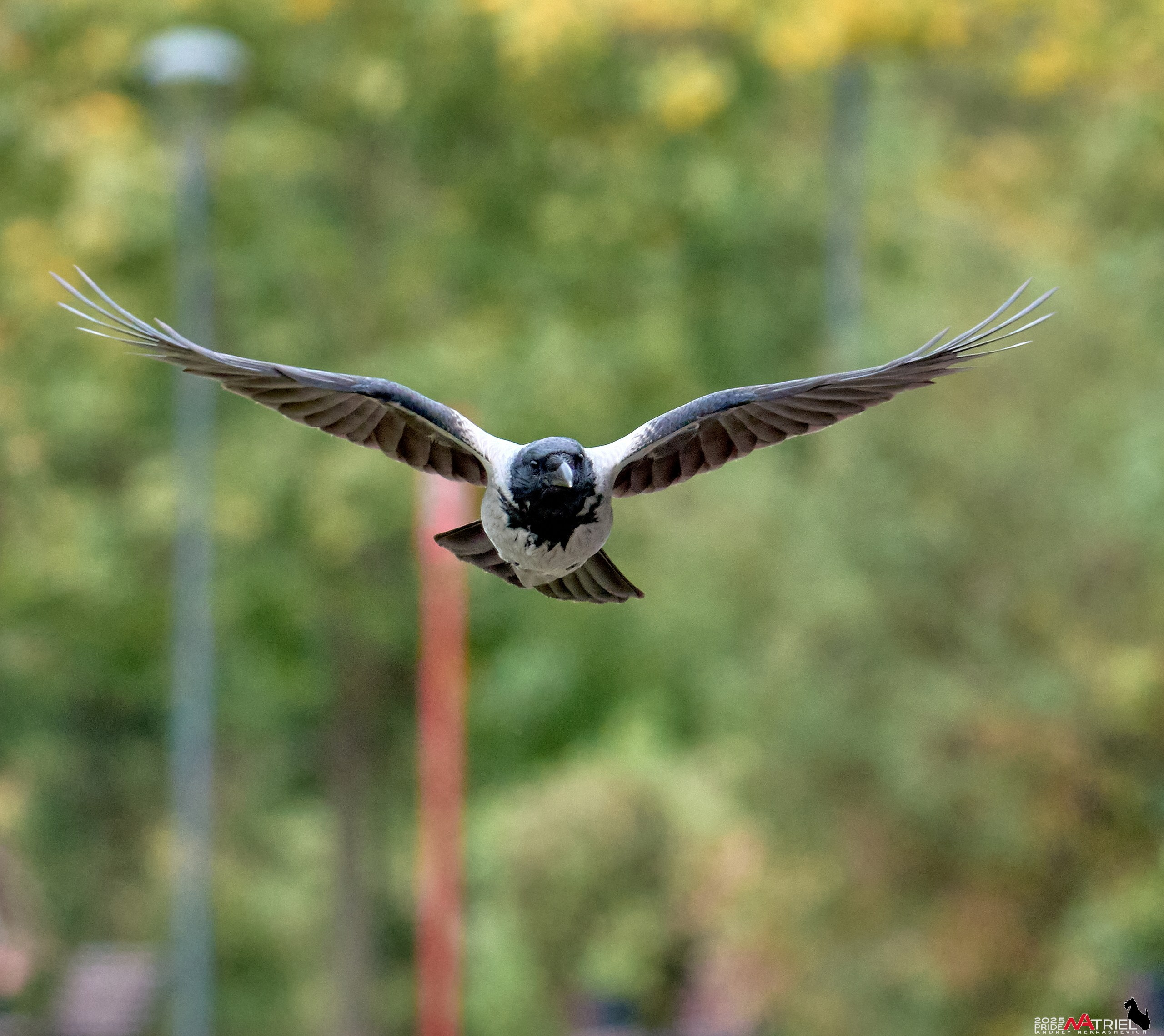 Съемка с объективом Sony 200-600 на камеру Sony A1m2