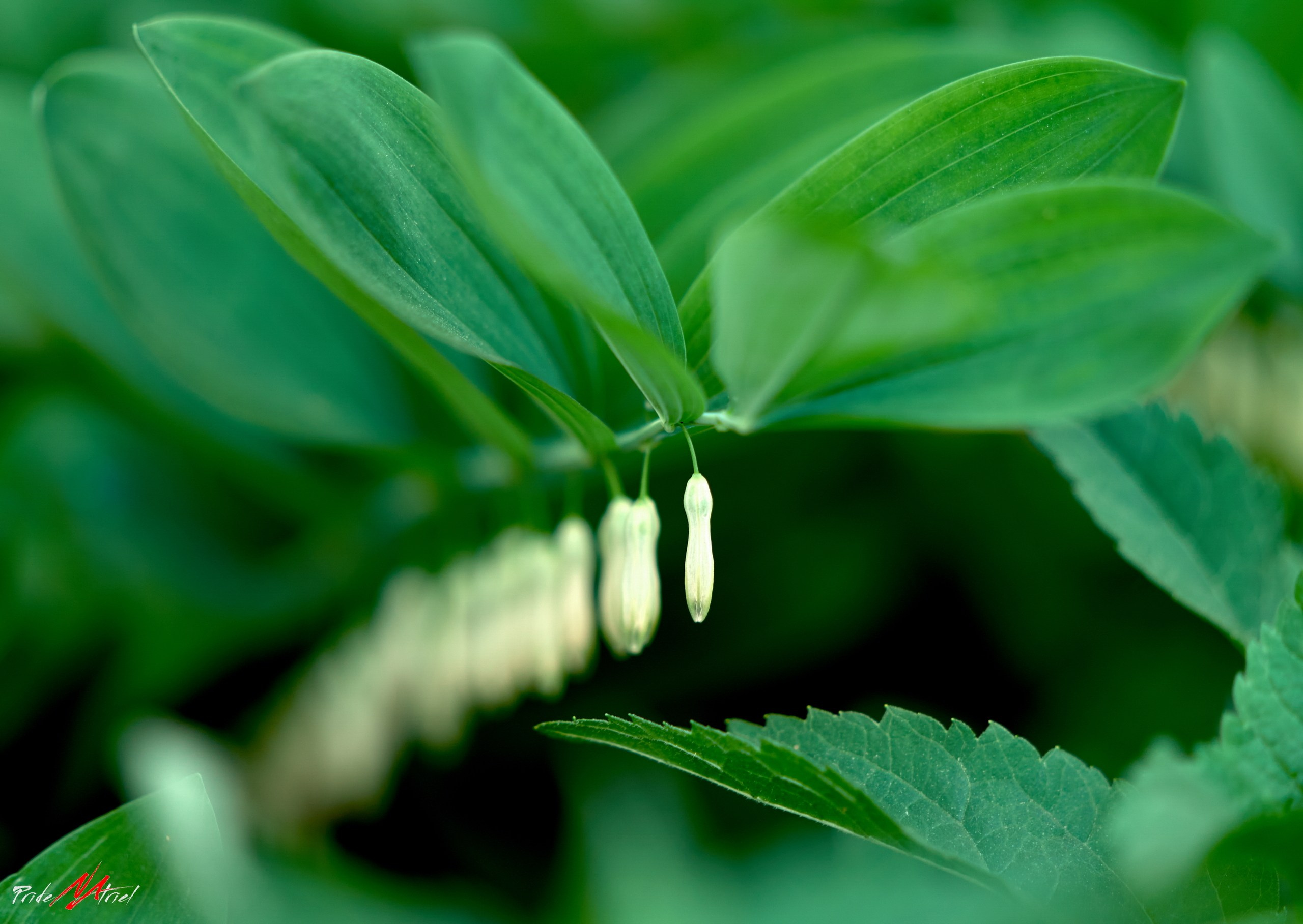 Лютики-цветочки — галерея NATRIEL