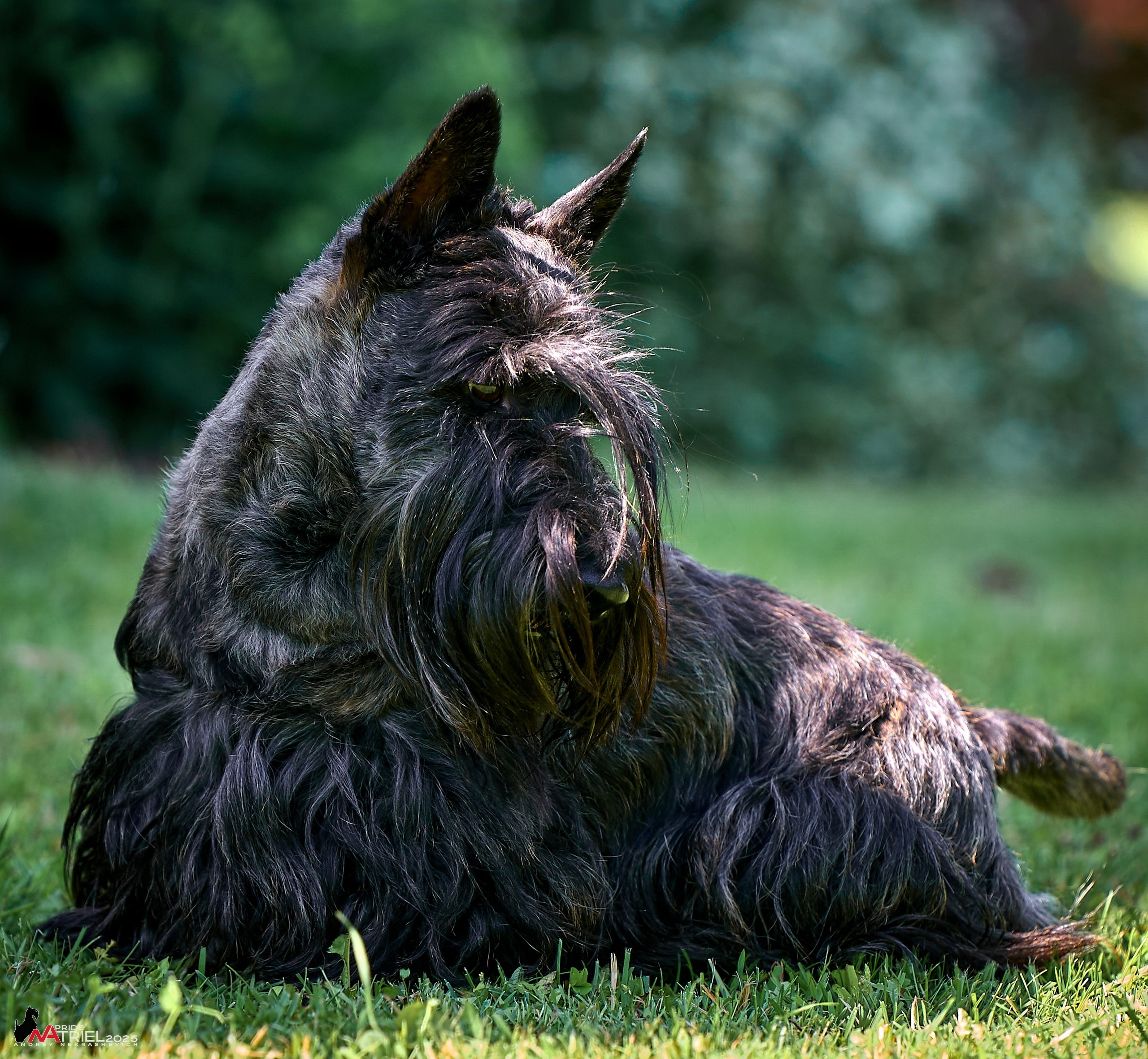 Алабаи и скотч-терьеры в питомнике у Ольги
