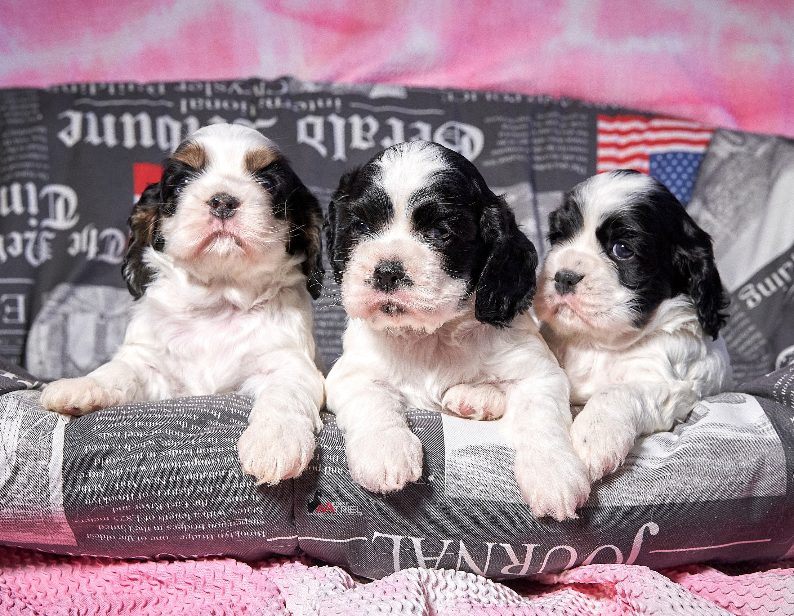 Щенки дома — галерея NATRIEL