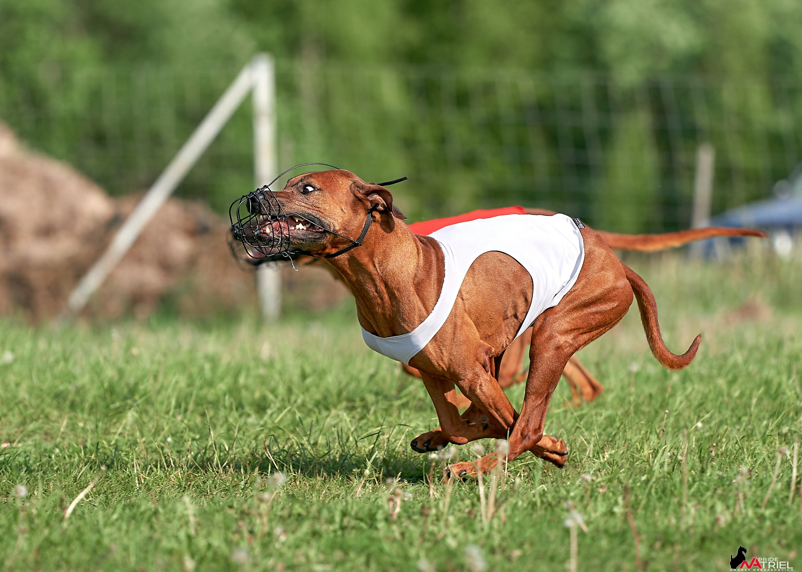 Съемка курсинг — галерея NATRIEL