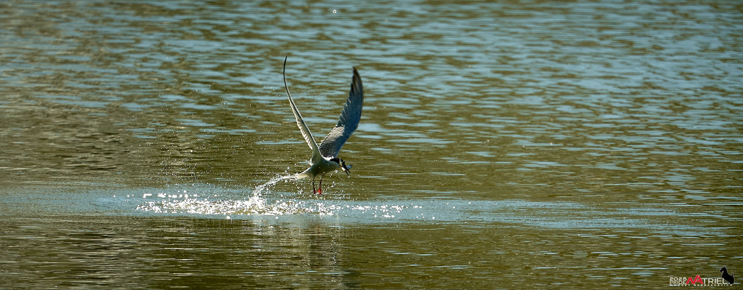 Птички и цветочки