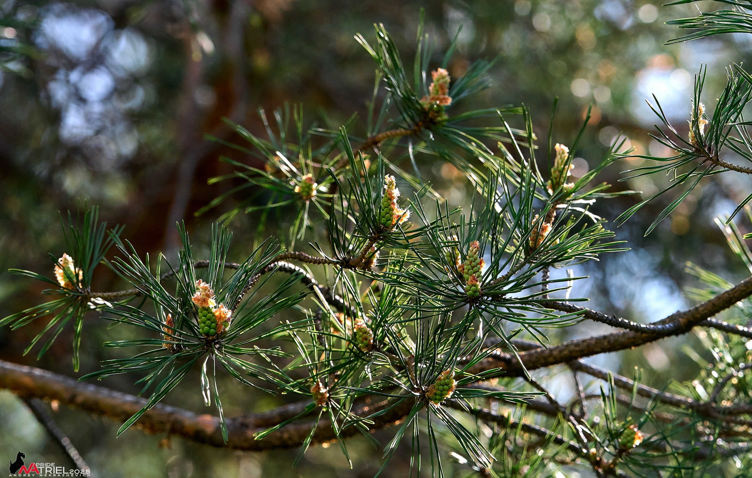 Природа в апреле. Всё в цветении!