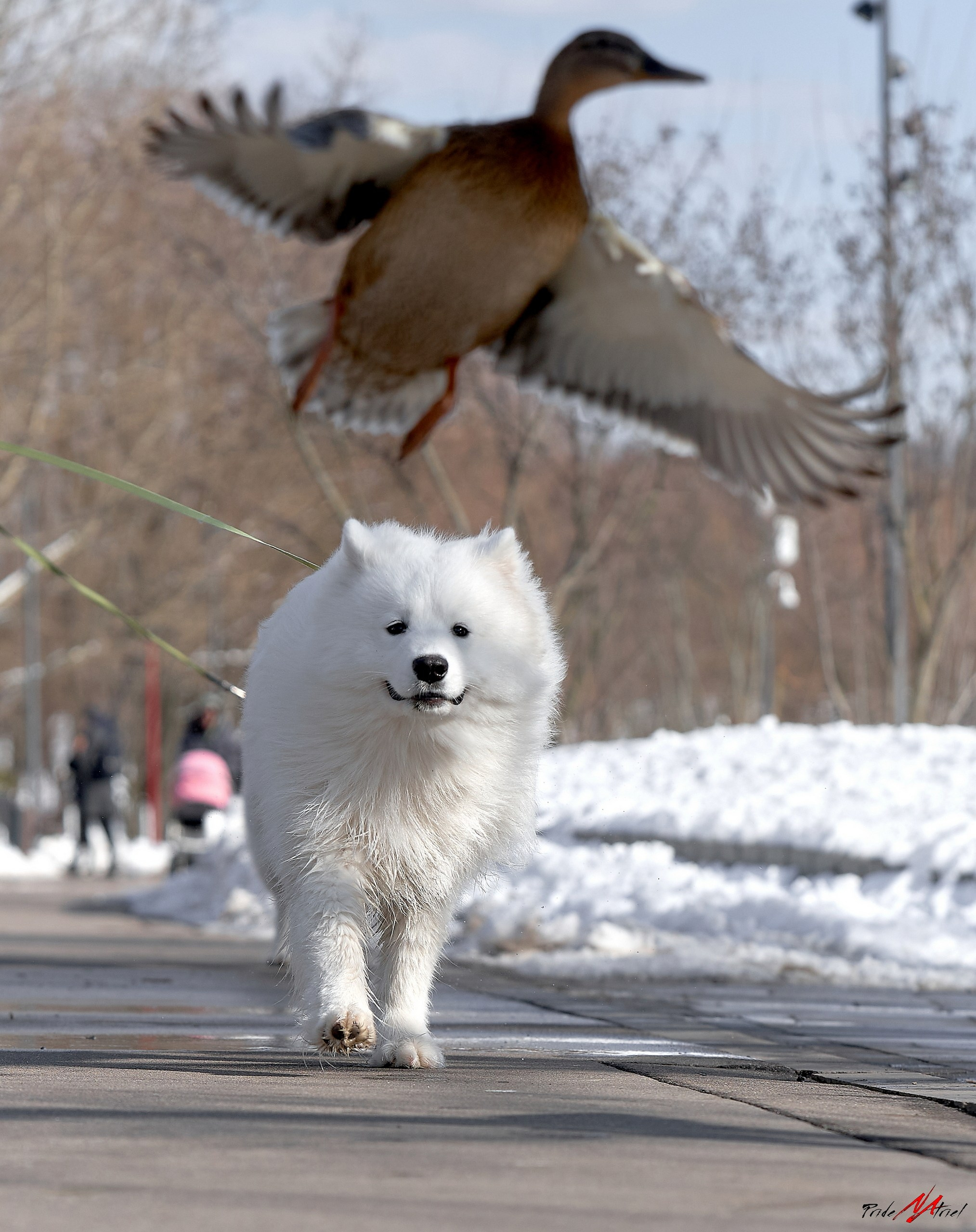Прогулка в движении — галерея NATRIEL