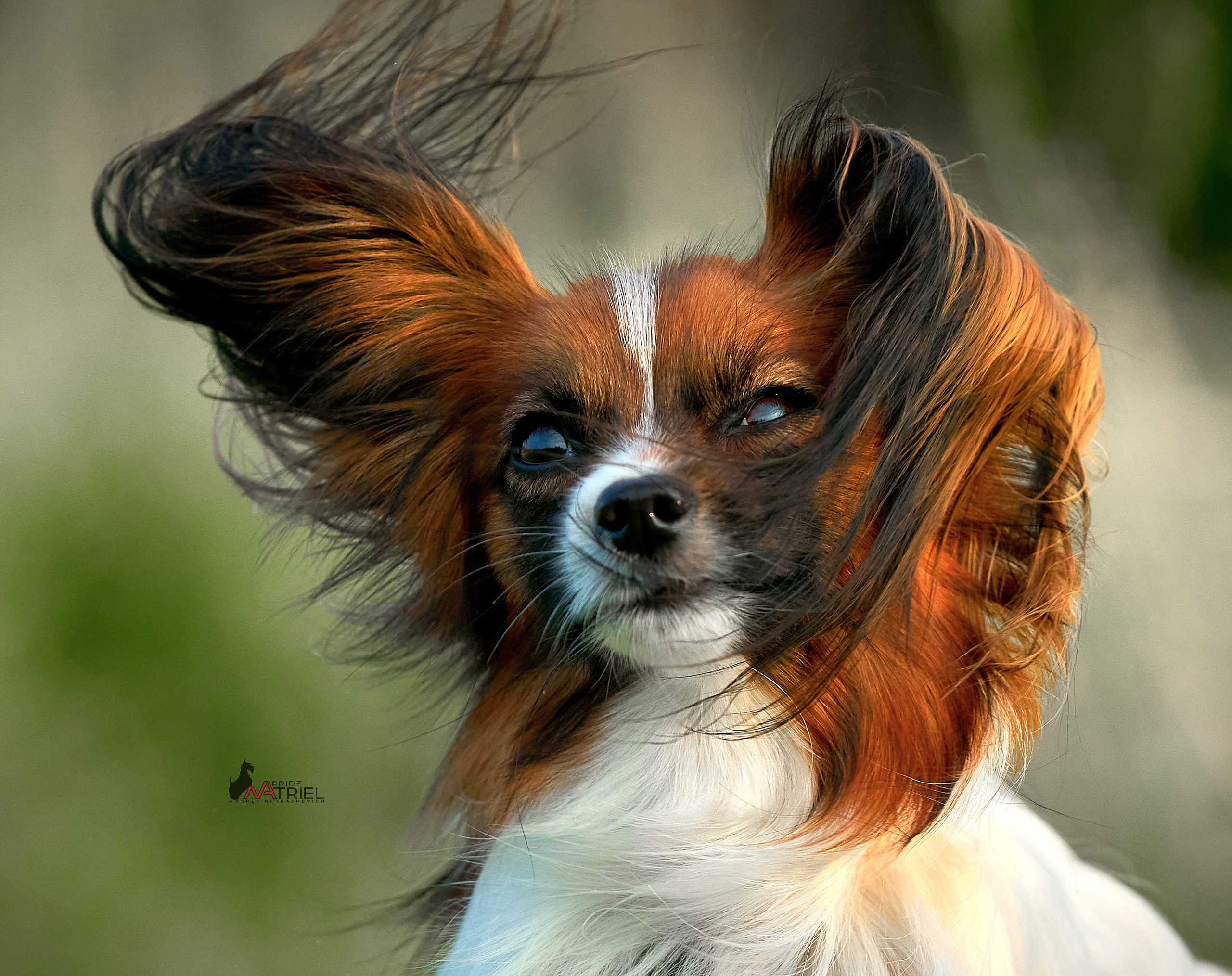 Портреты собак — галерея NATRIEL