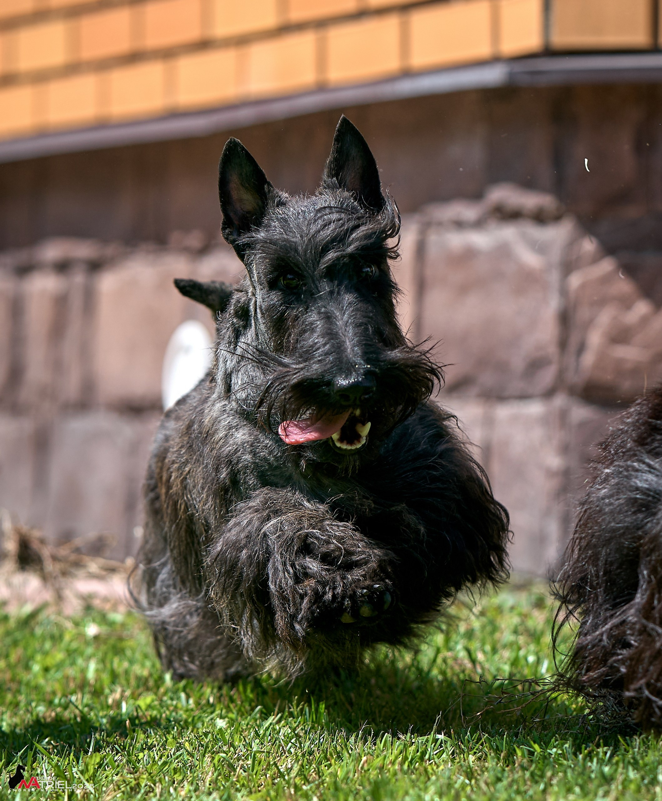 Алабаи и скотч-терьеры в питомнике у Ольги
