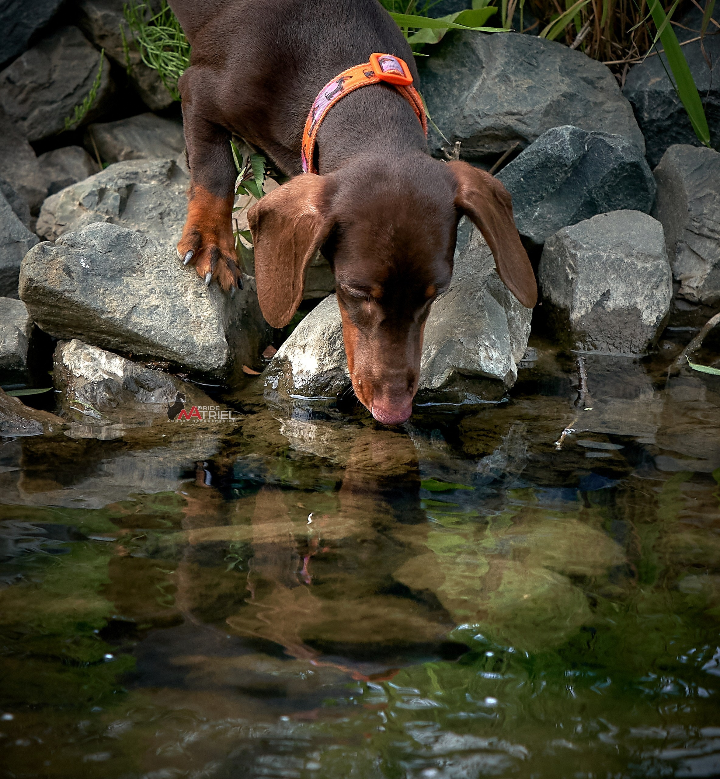 Портреты собак — галерея NATRIEL
