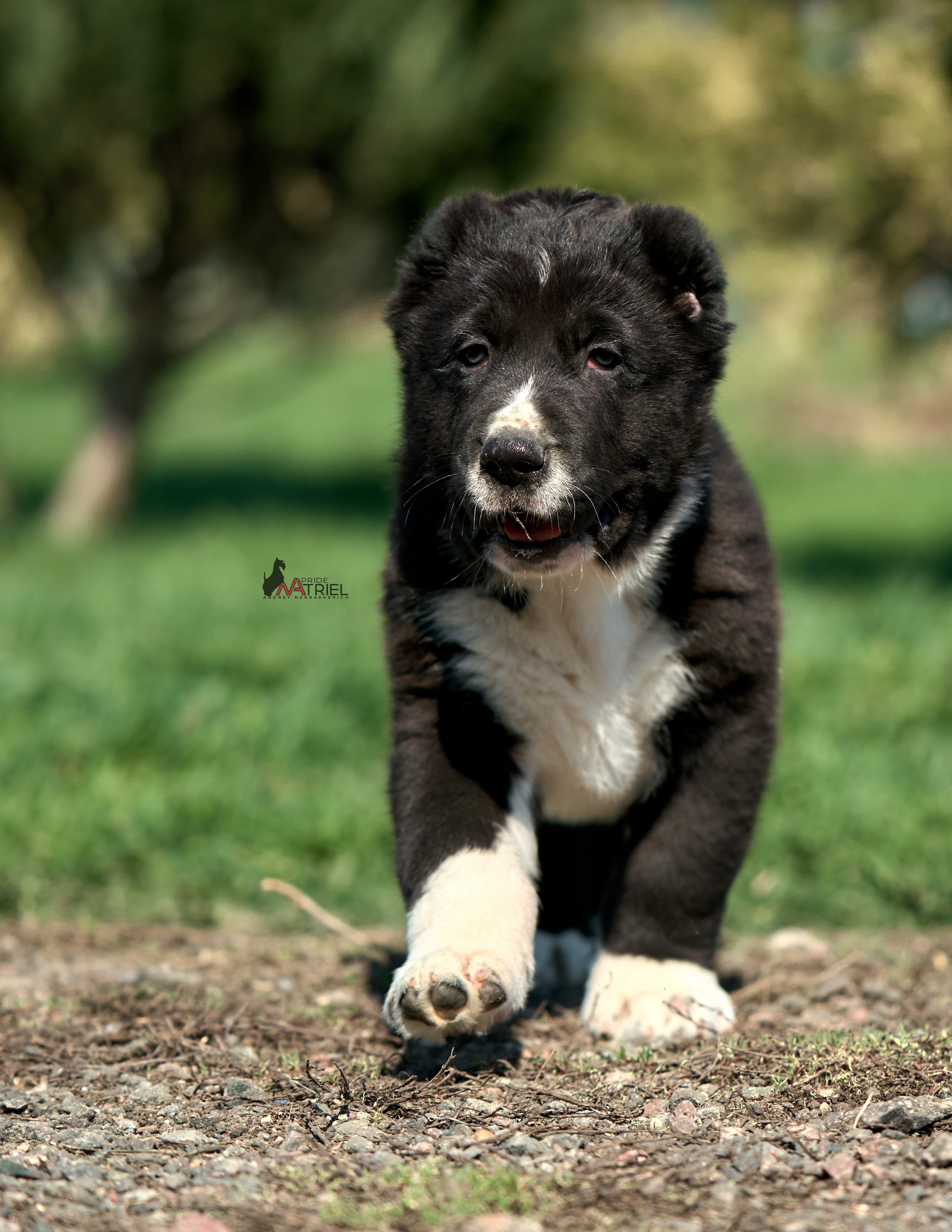Среднеазиаты — щенки и взрослые