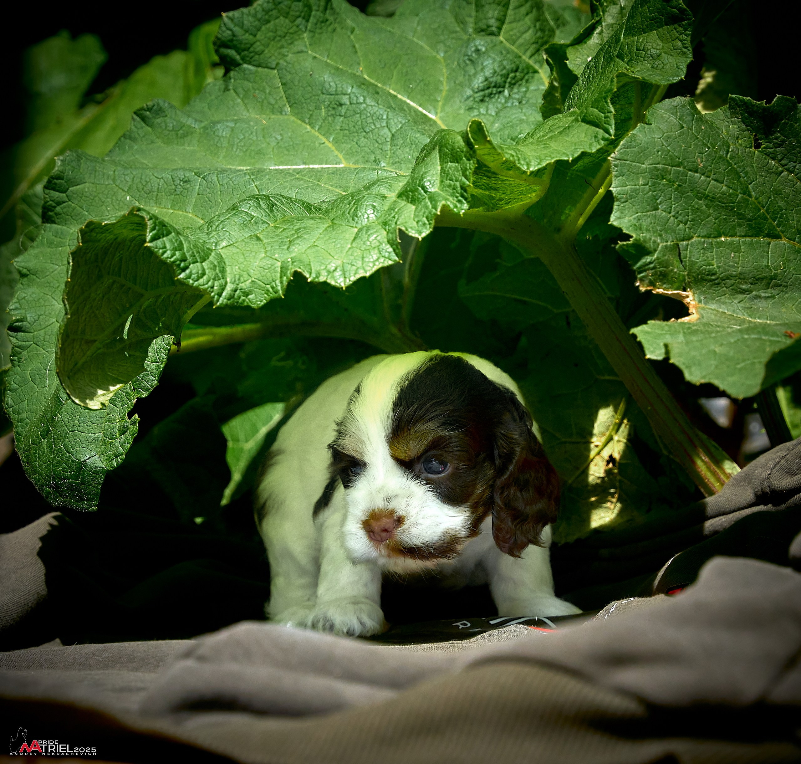 Щенки АмКокеров