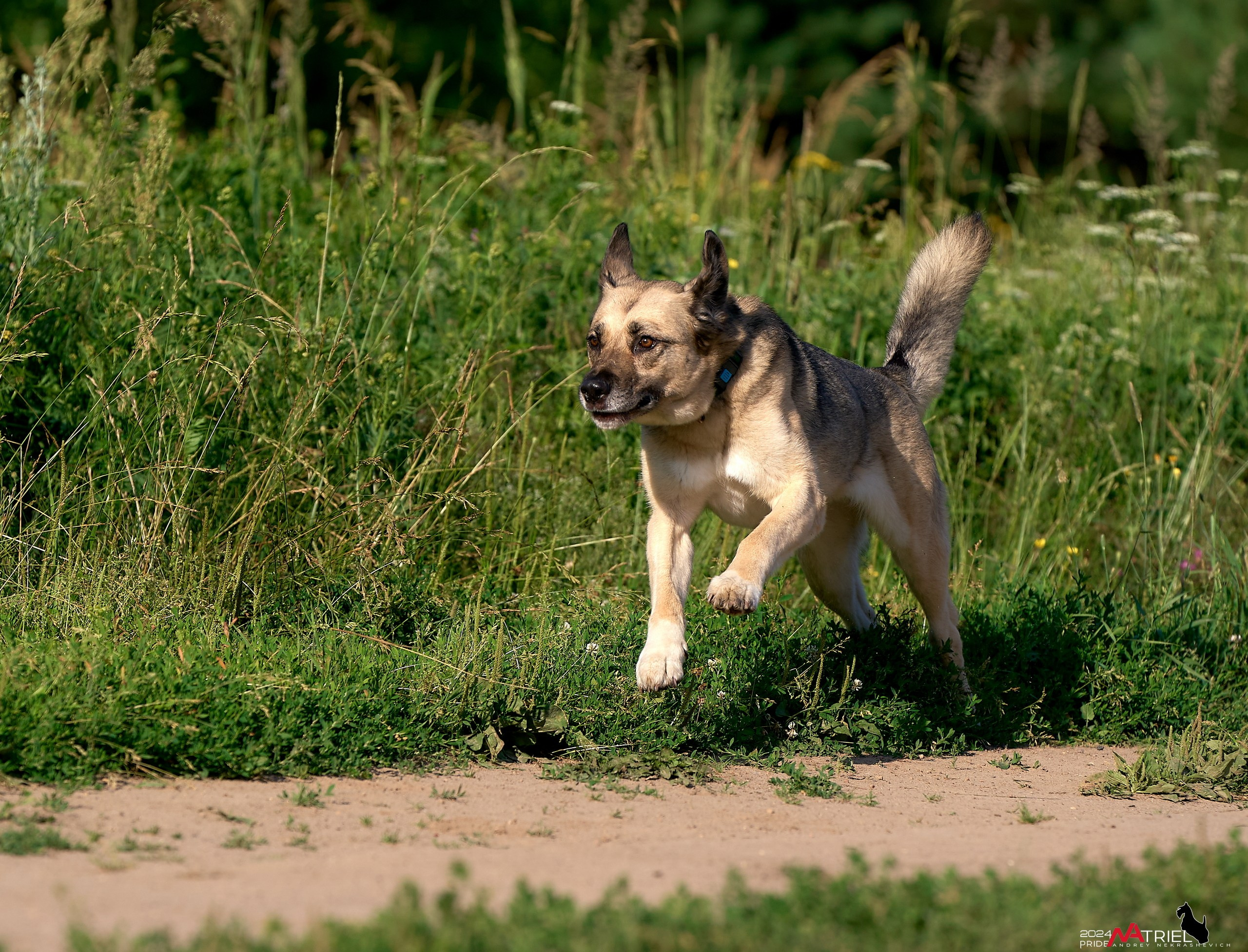 Репортаж из кинологического лагеря