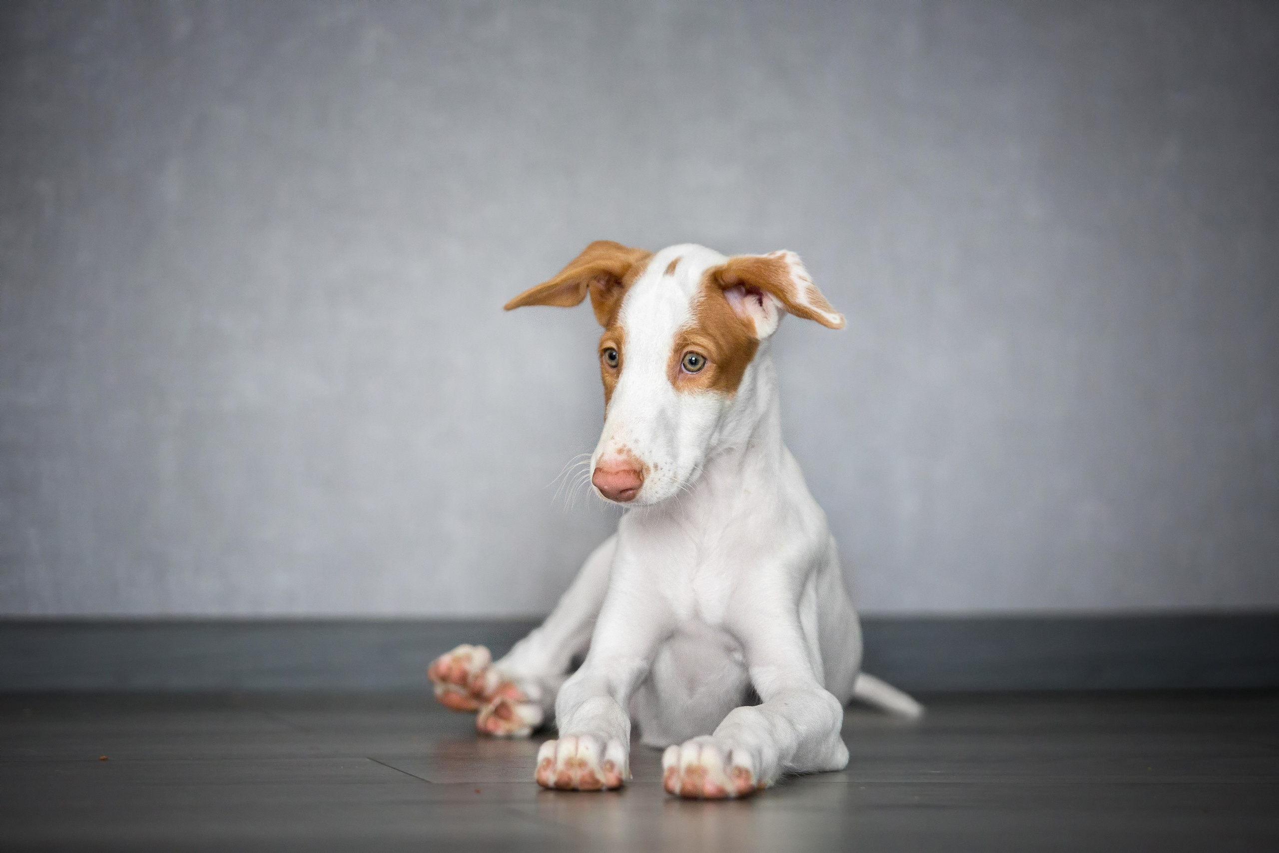 Поденко Ибиценко. Https://moshkovaphoto.ru/