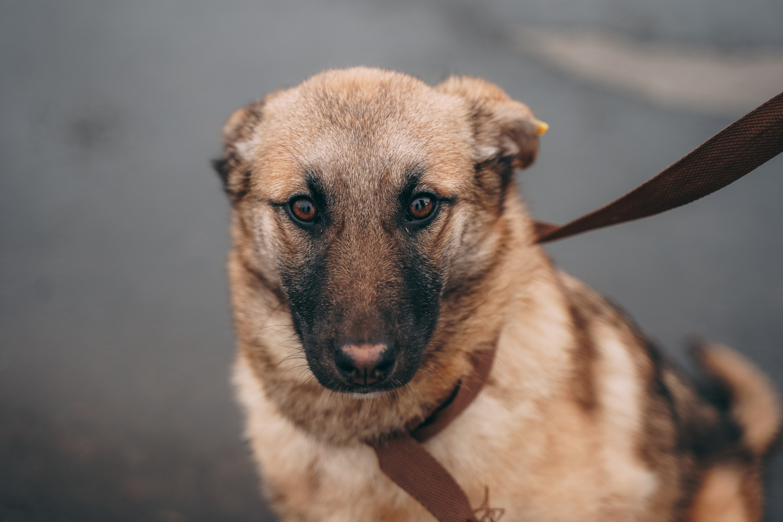 Съемка для благотворительного фонда «Дог 24». Фотограф-анималист, портретный фотограф в Чебоксарах Мария Садыкова