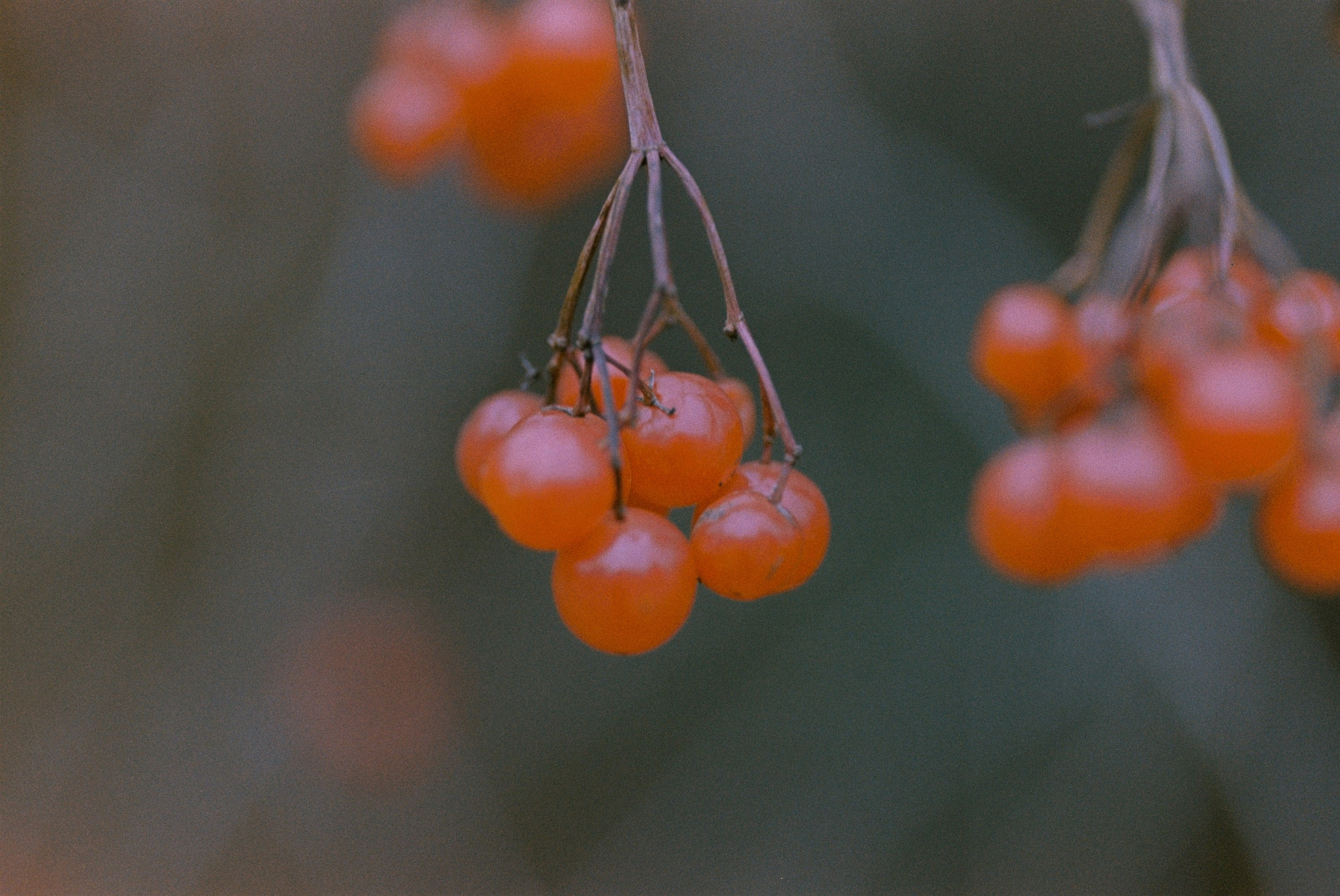 Осень на просроченную Kodak Color Plus 200 и Contax N1 с макро-объекти