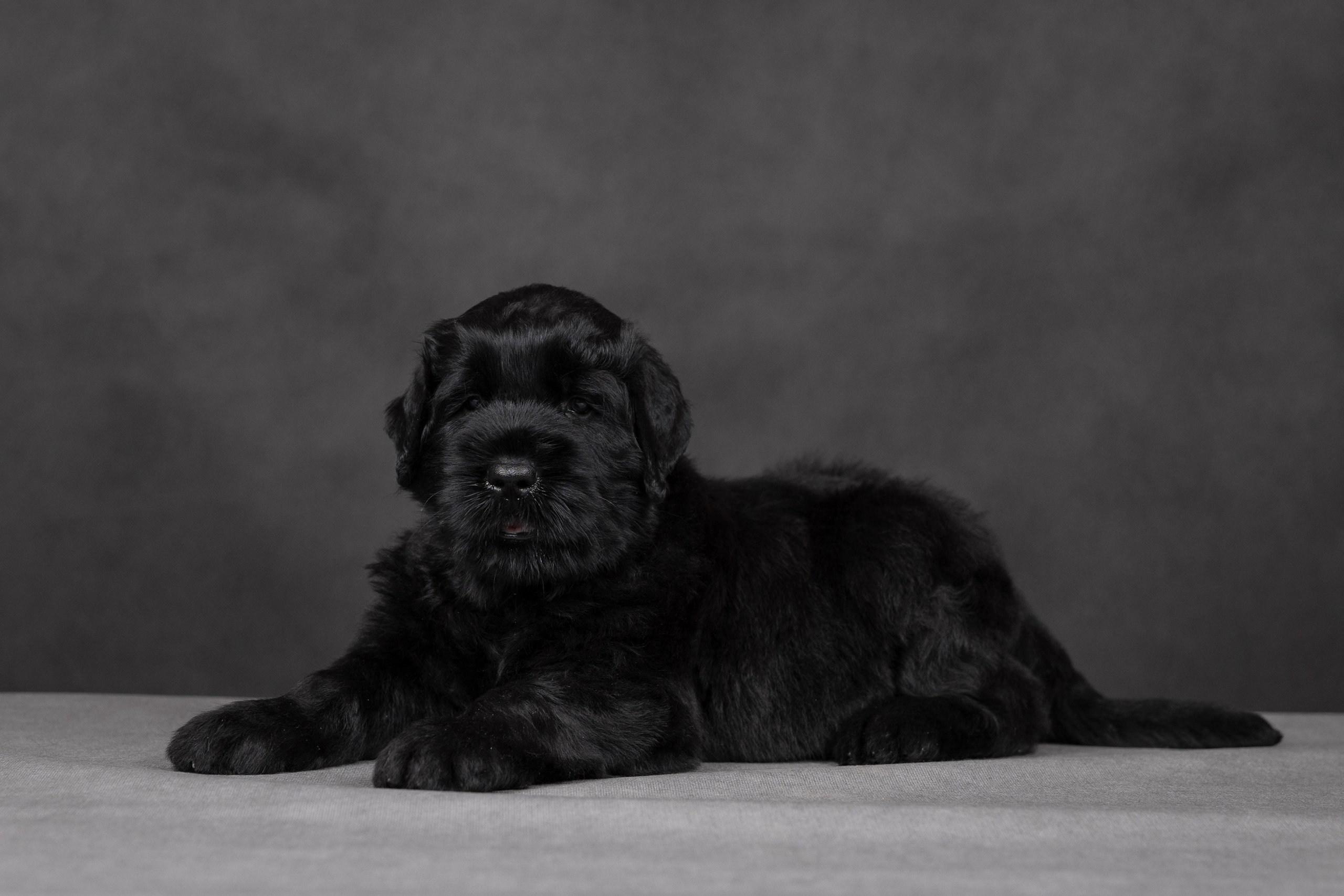 Щенки в домашней студии. Фотограф анималист в Казани Алина Сулейманова. Фотограф животных
