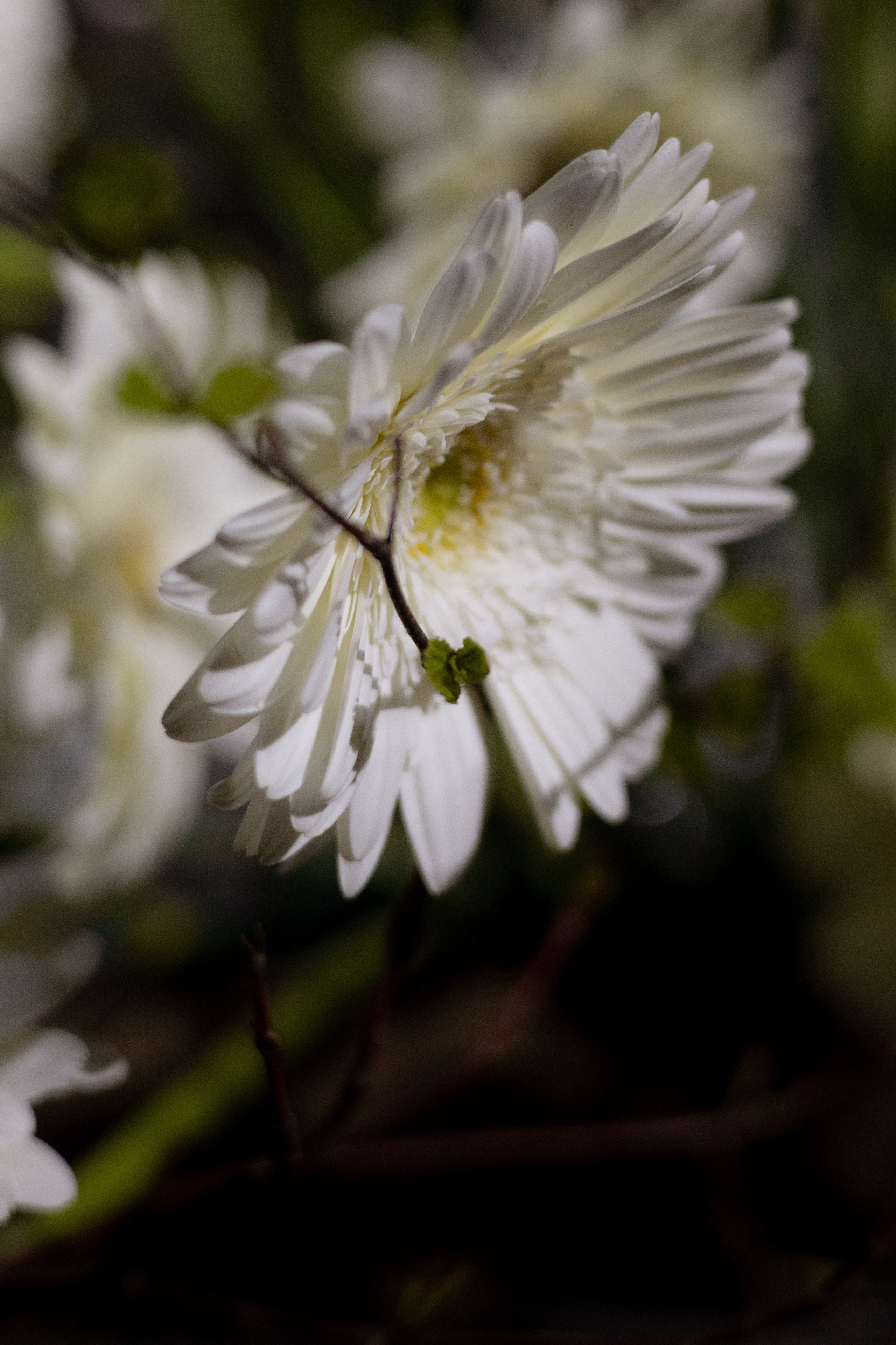 Оформление Отчетного концерта Музыкальной школы Глазунова. Оформление свадеб, декор свадеб Вера Маркова, Москва