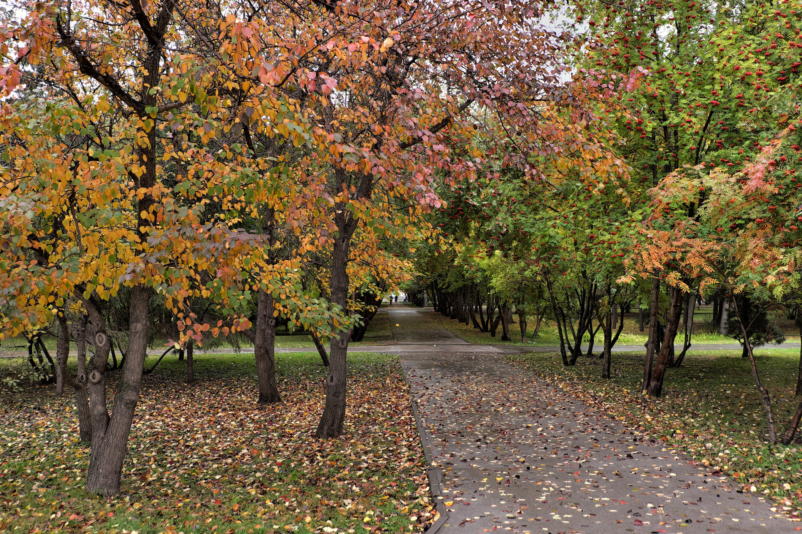 Новосибирск. Антон Великий