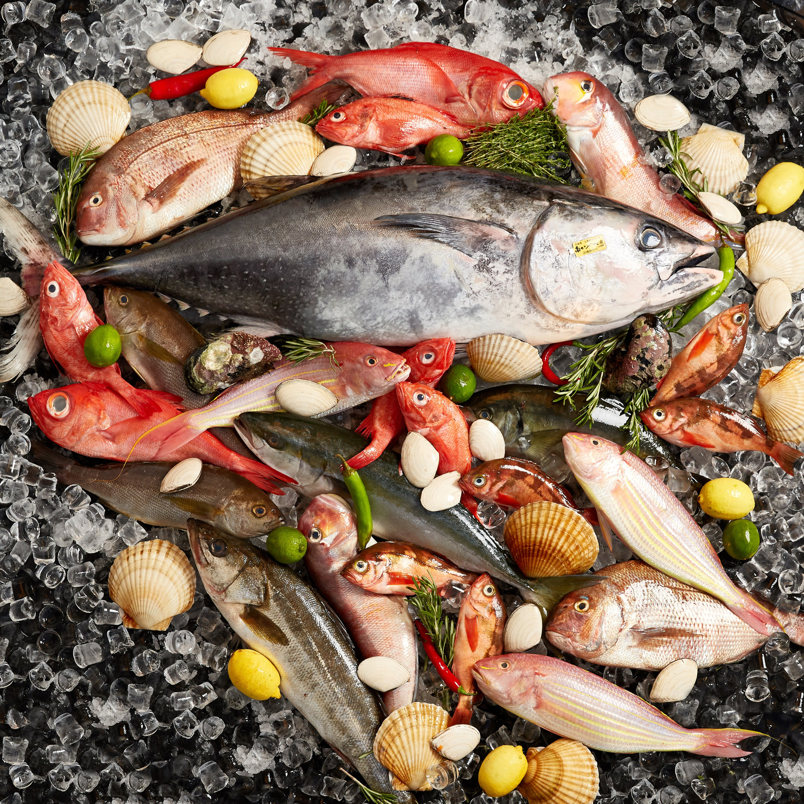 Азиз Саффар. Главная