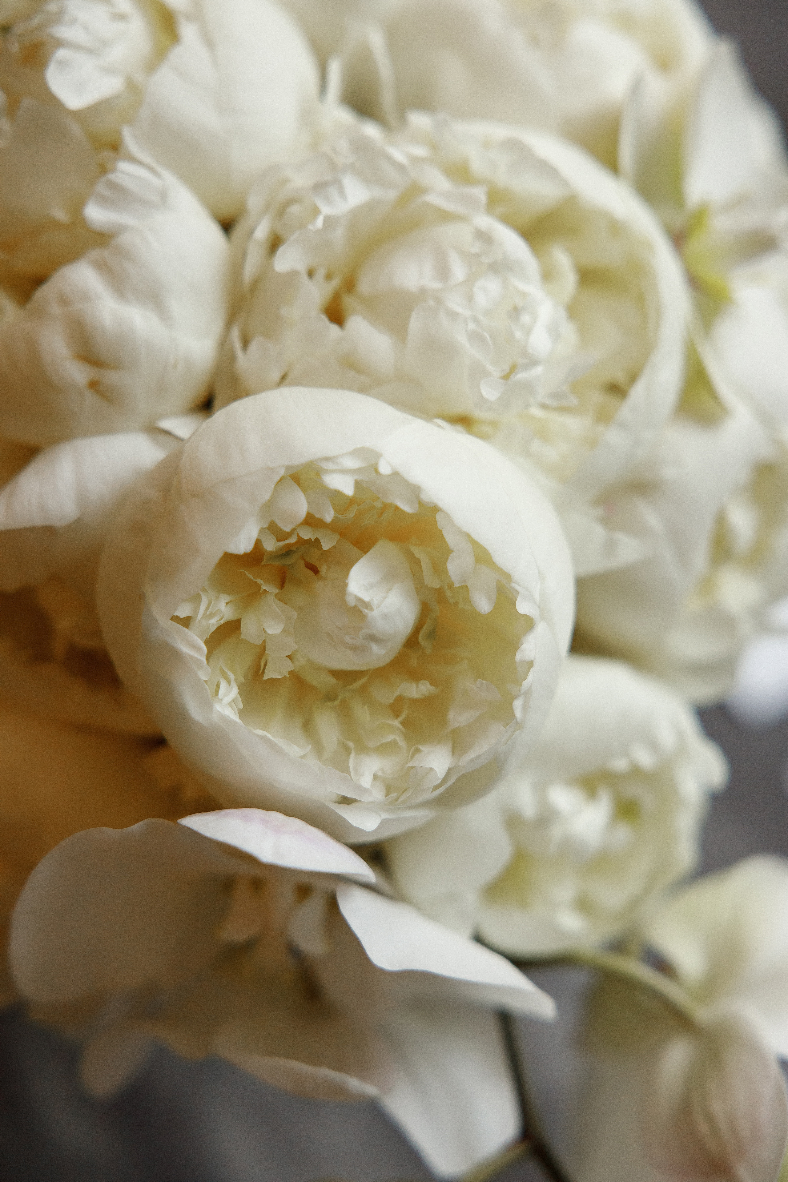 Season'22|jule01. Свадебный и семейный фотограф Москва Рязань Елена Клюева