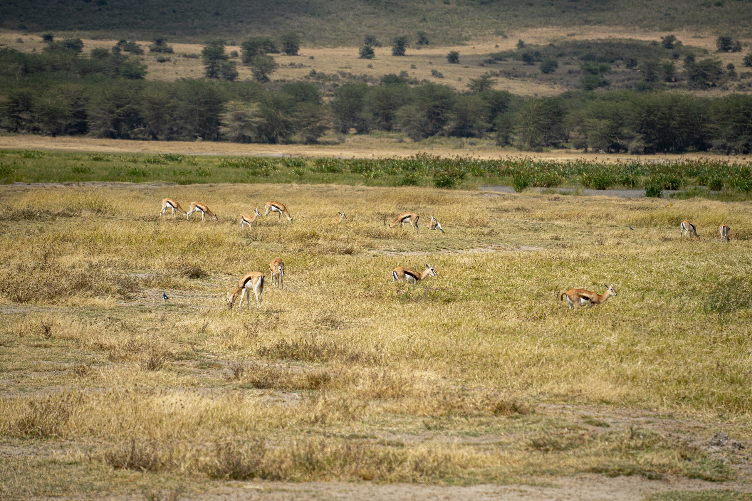 Танзания, сафари, 2025. Творческие сьемки