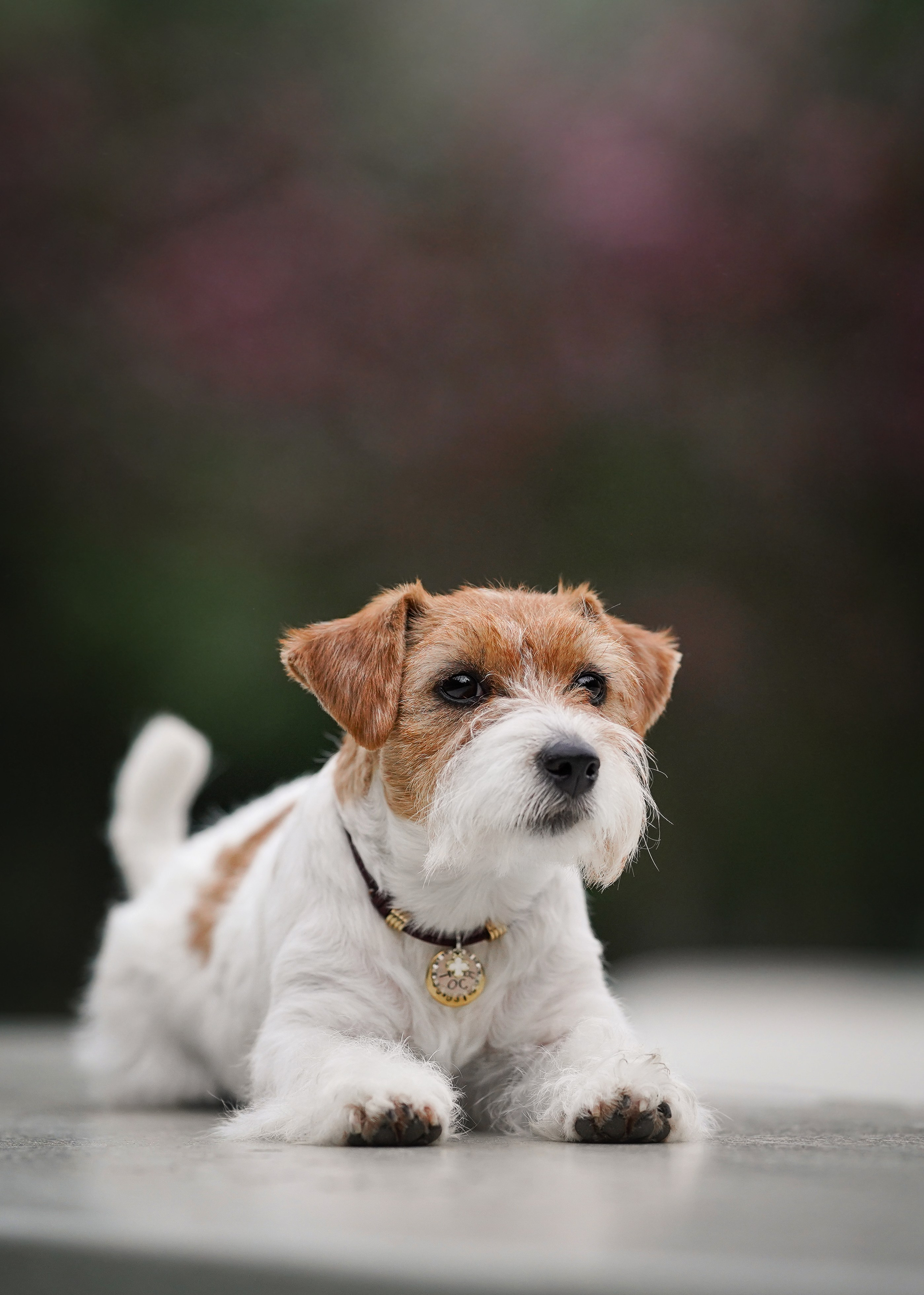 Люба и Тося. Фотограф-анималист в Санкт-Петербурге Яна Мартынова