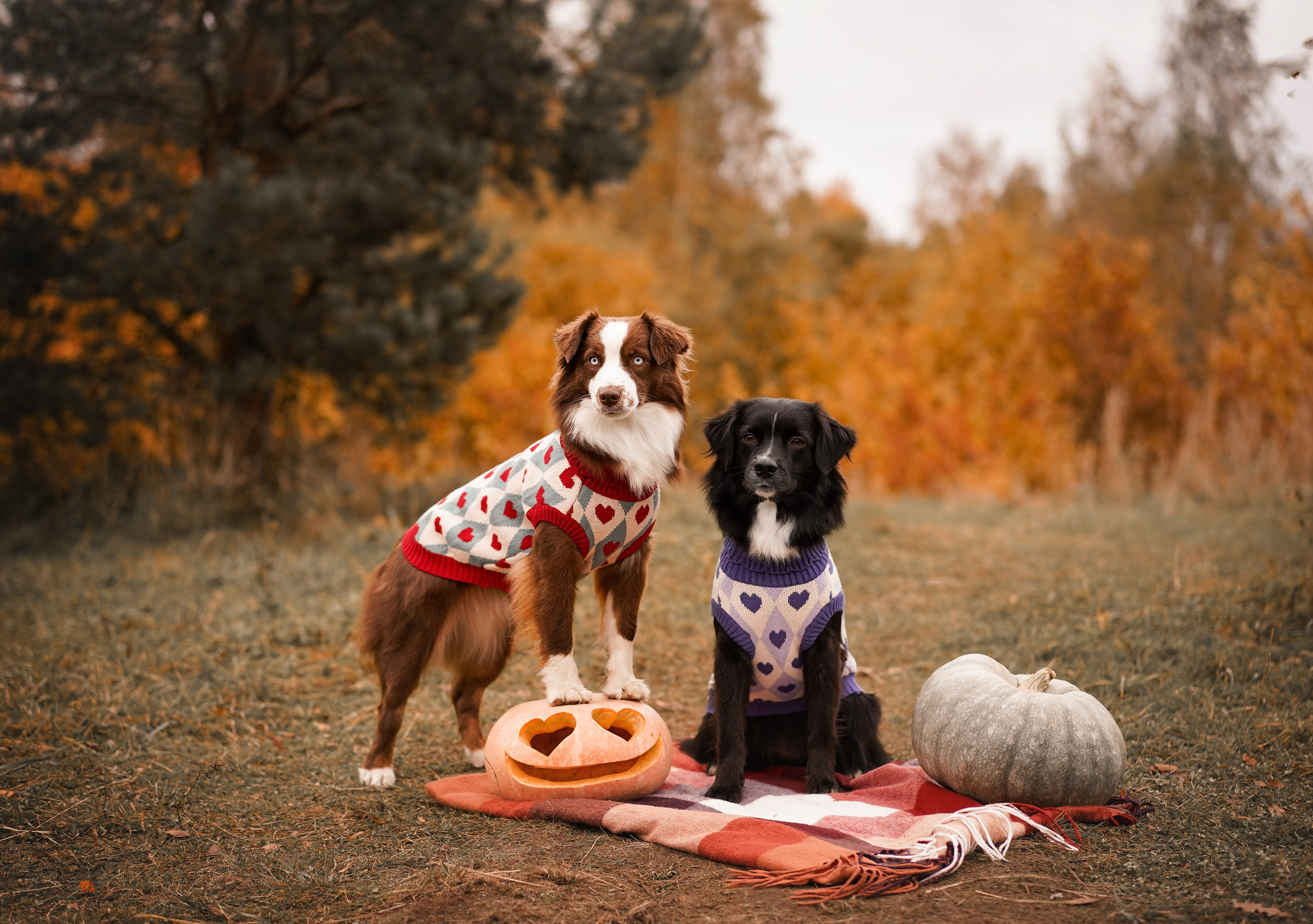 Фотодень Хэллоуин 2025. Фотограф-анималист в Санкт-Петербурге Яна Мартынова