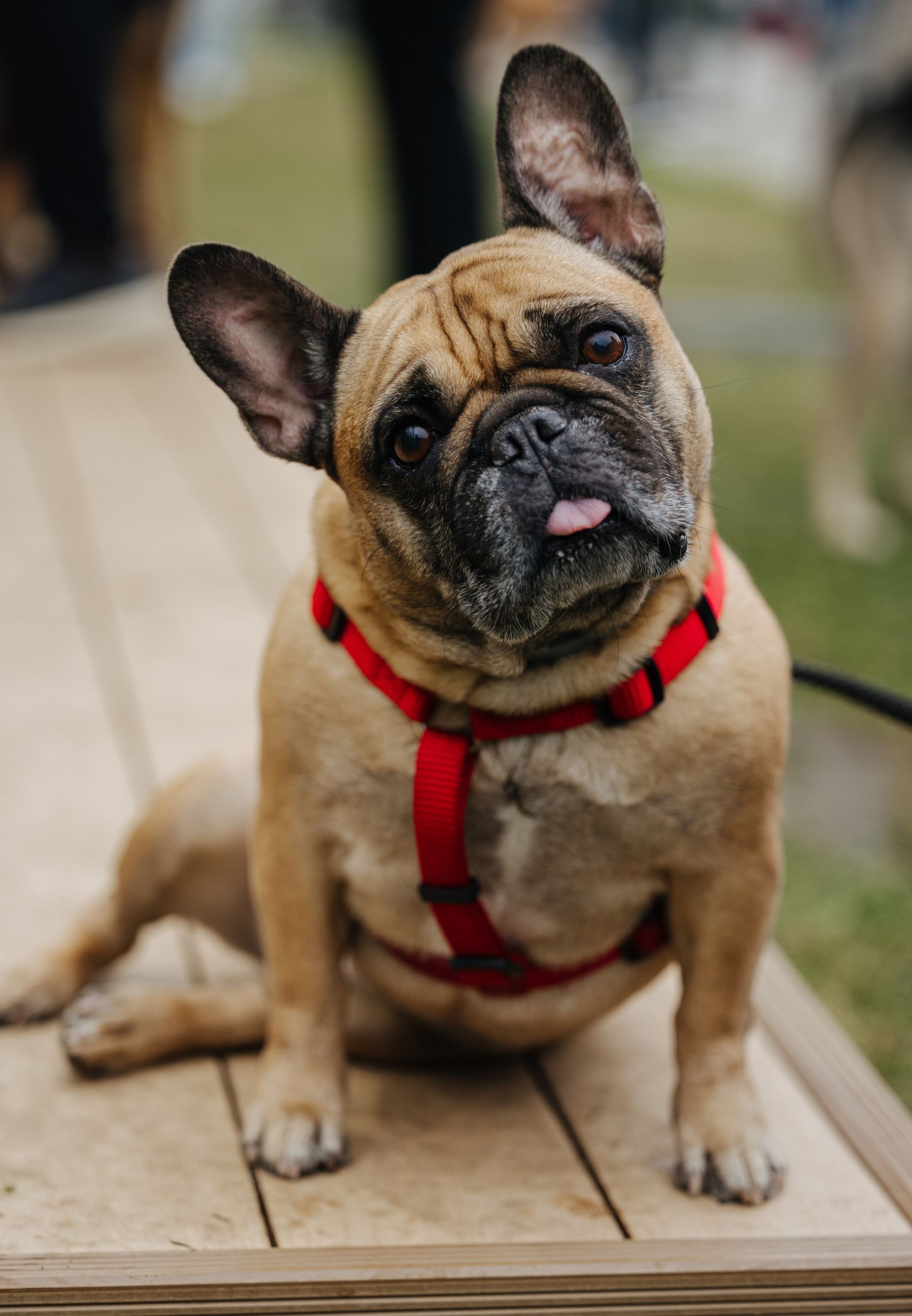 Хвостатый репортаж. Аксана Лисовская фотограф в Москве. Фотографии с характером
