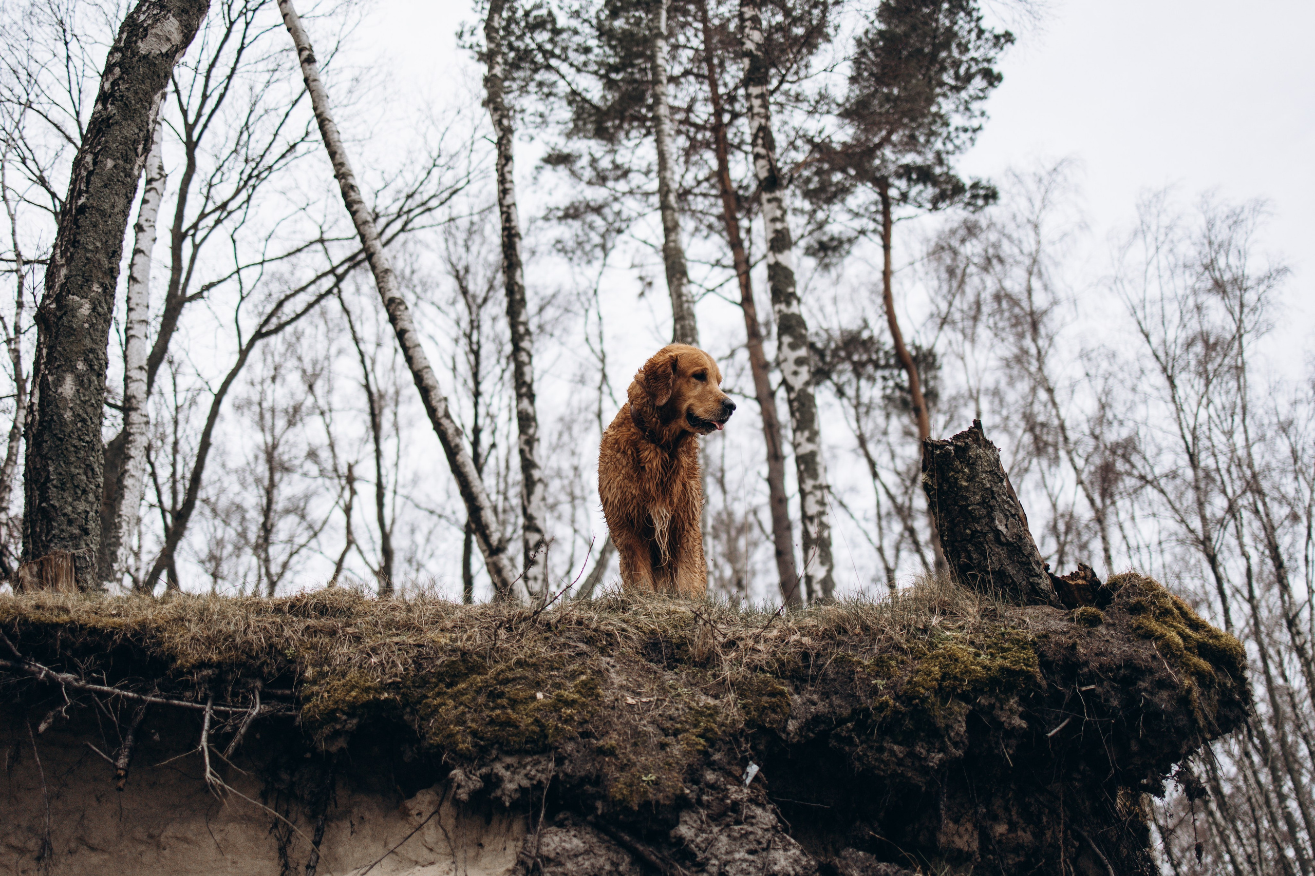 Юля и Максик. Фотограф — Анималист | Санкт-Петербург