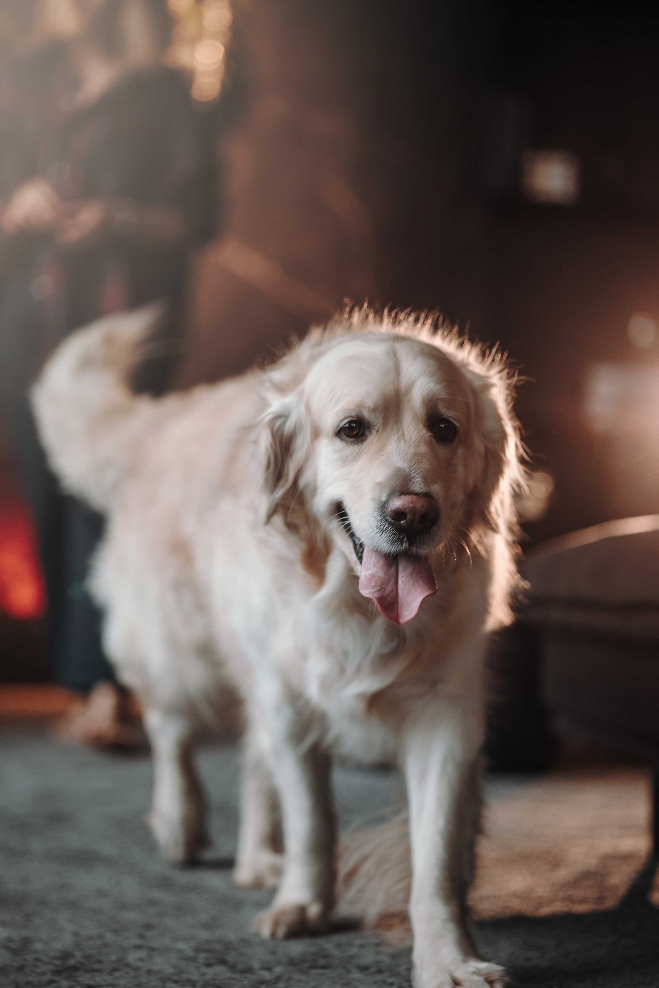 Вика и Рози. Фотограф — Анималист | Санкт-Петербург