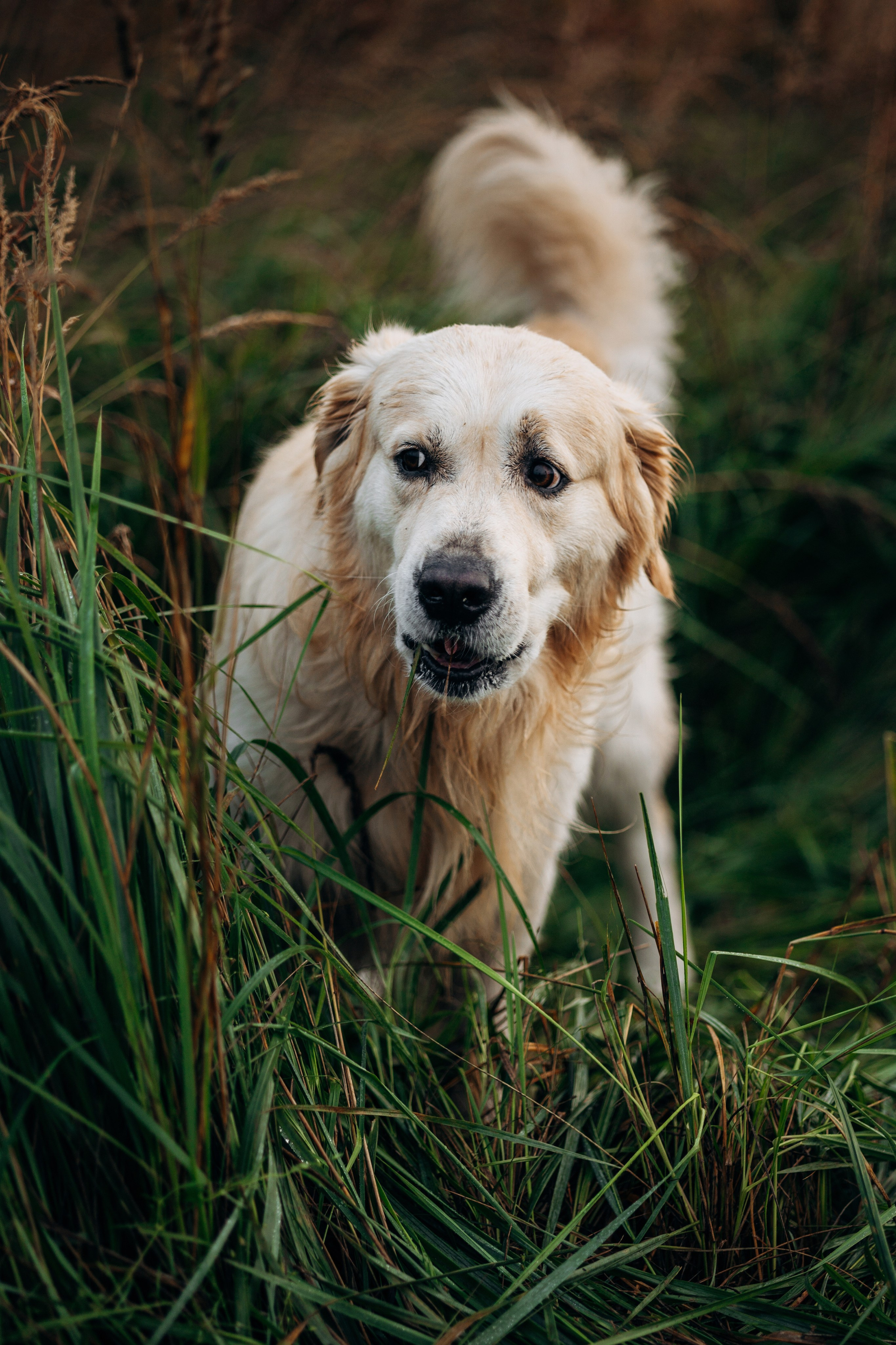 Лёва и его семья. Фотограф — Анималист | Санкт-Петербург
