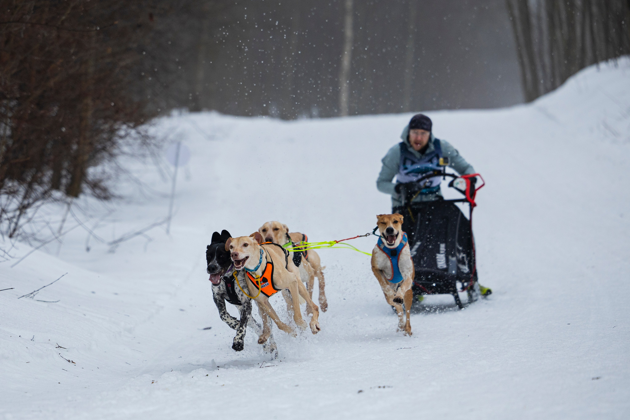 Зимний Чемпионат Санкт-Петербурга по ездовому спорту. Фотограф-анималист Анна Маринич