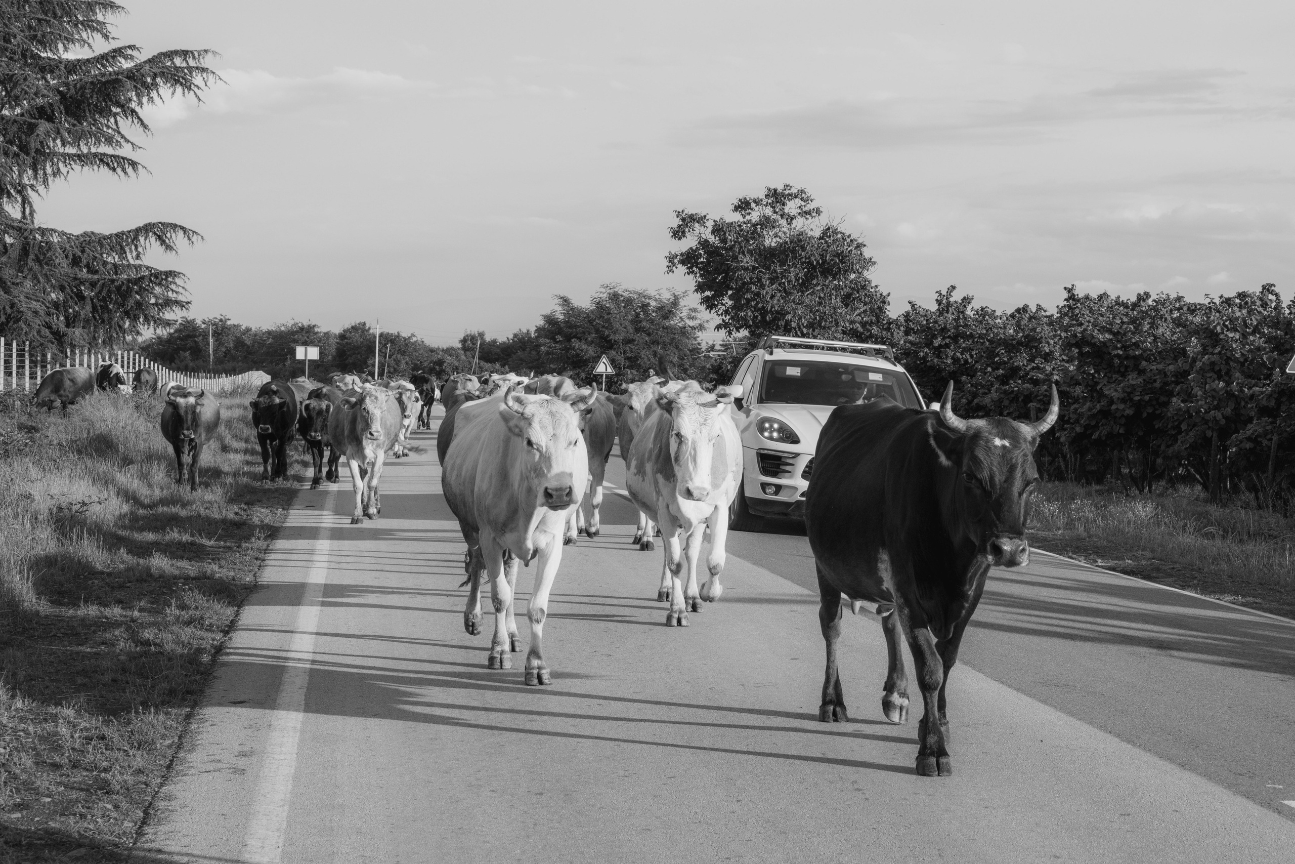Georgia, 2024. Воройская Анна