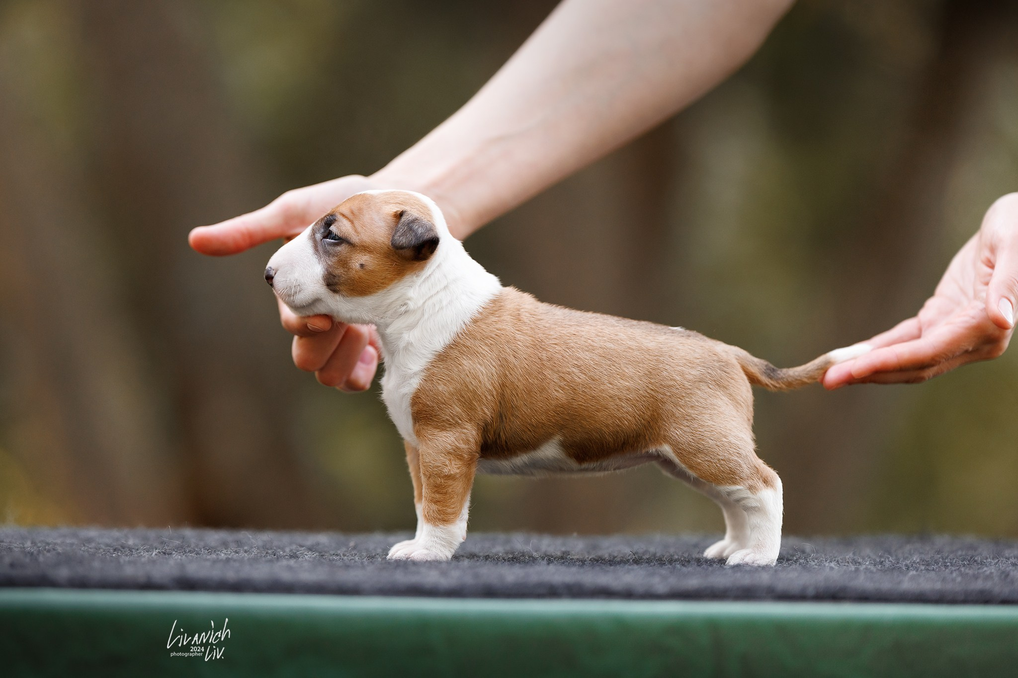 Щенки. Фотограф для вашей собаки