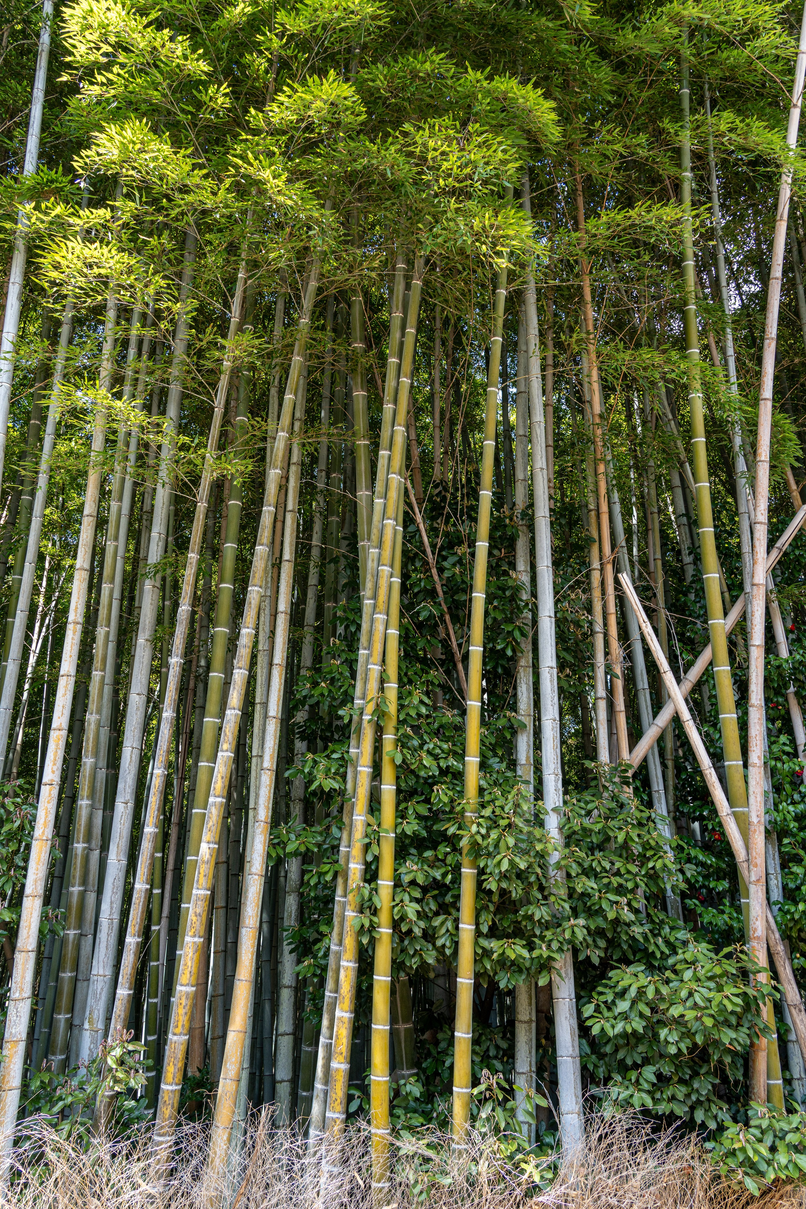 Япония, сакура. Творческие сьемки