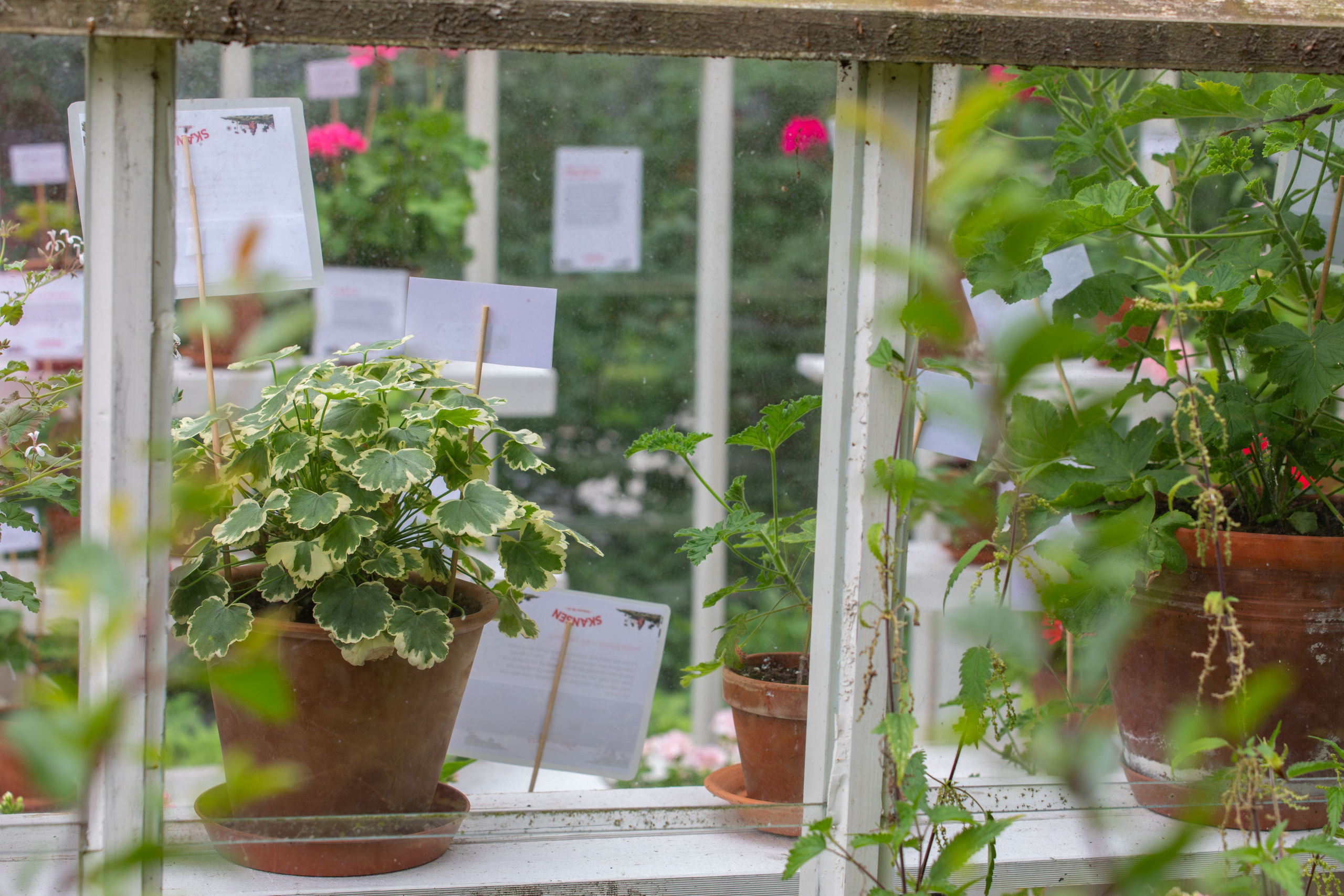 Sweden, Skansen. Воройская Анна