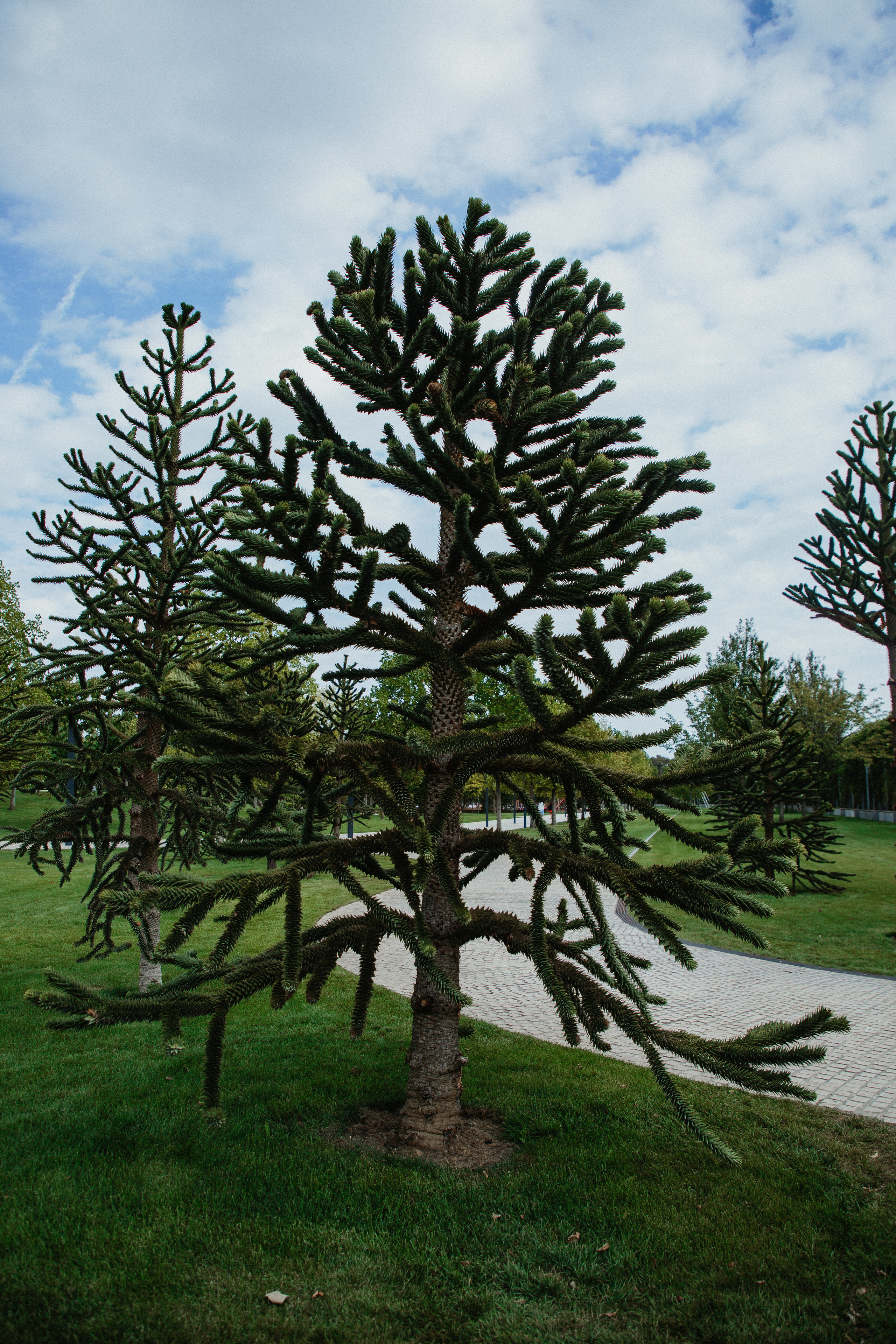 Прогулка по парку Краснодар. Свадебный и семейный фотограф/видеограф в Краснодаре Наталья Осинская