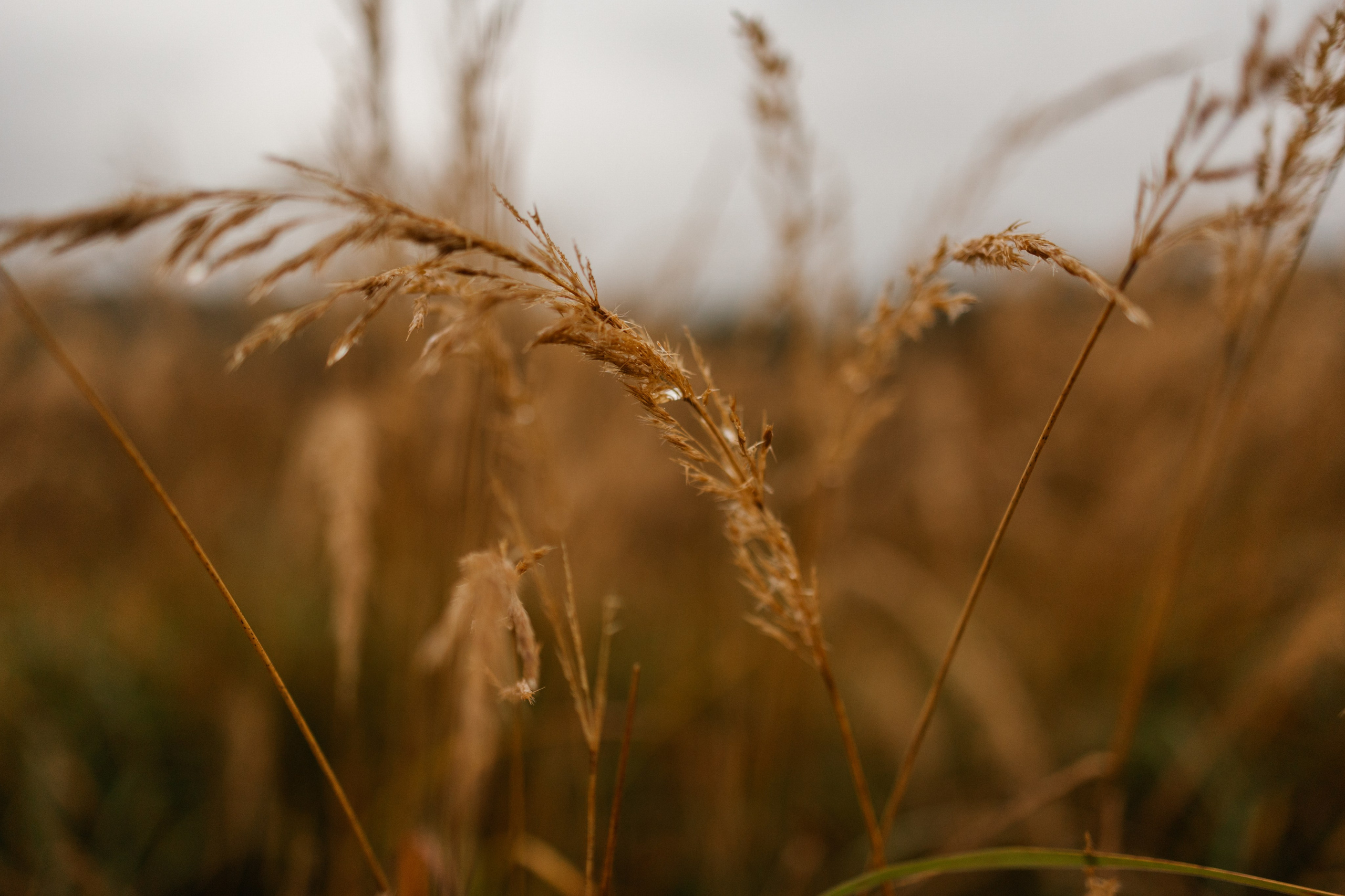 Лена и Тайгер. Фотограф — Анималист | Санкт-Петербург
